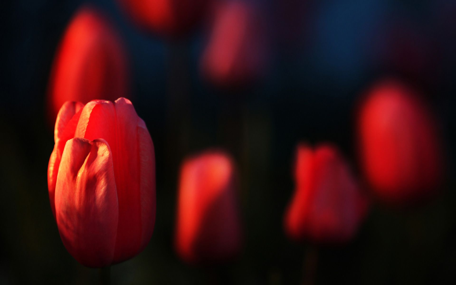 Tulipani rossi macro, 1920x1200 Full HD+ WUXGA, Desktop