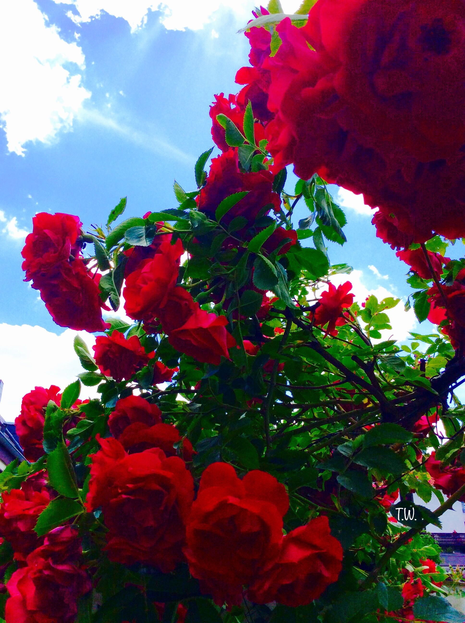 Rose rosse rampicanti cielo, 1936x2592 Full HD Verticale, Smartphone