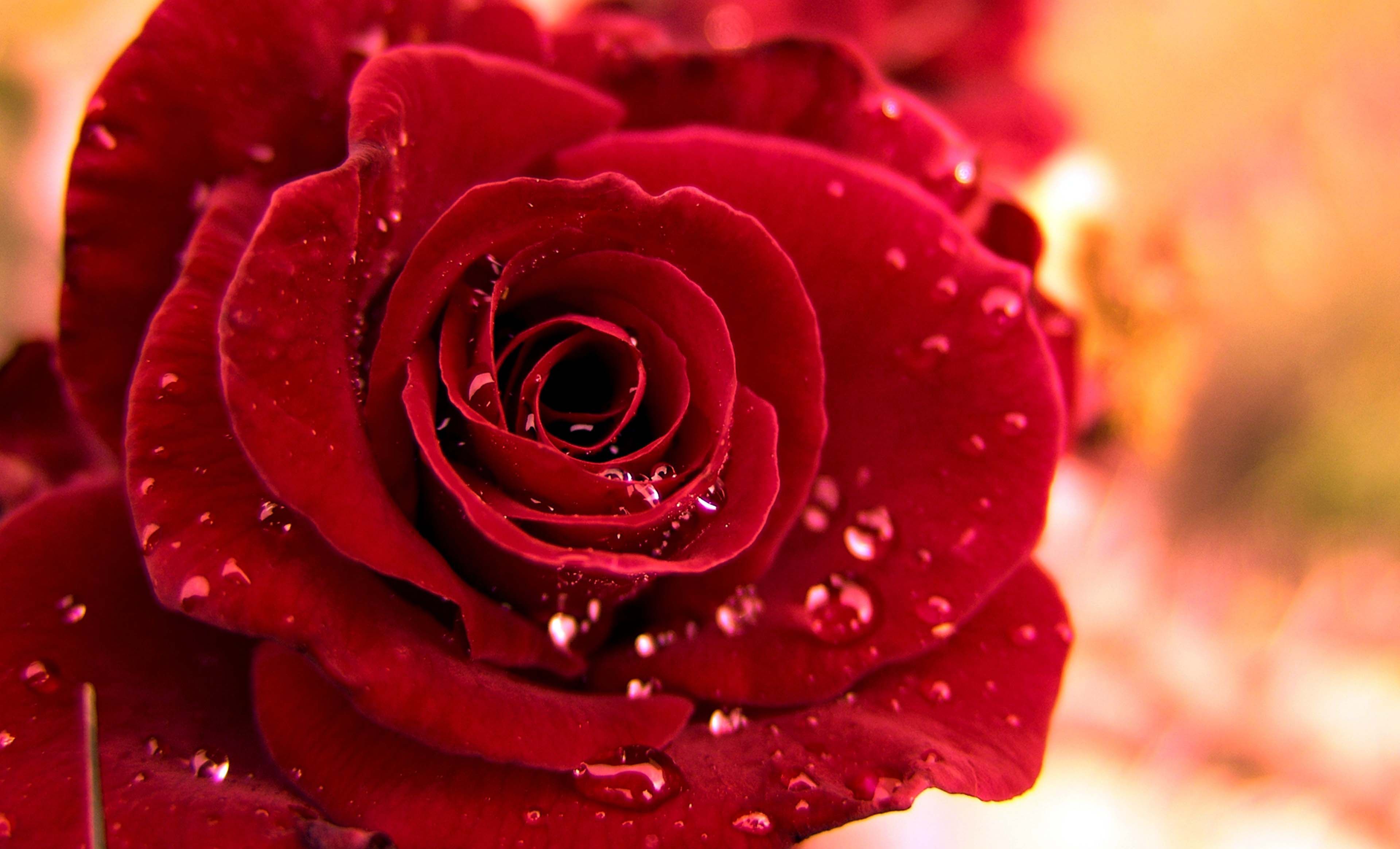 Rosa rossa con gocce d'acqua, 3840x2328 UHD, PC 4K