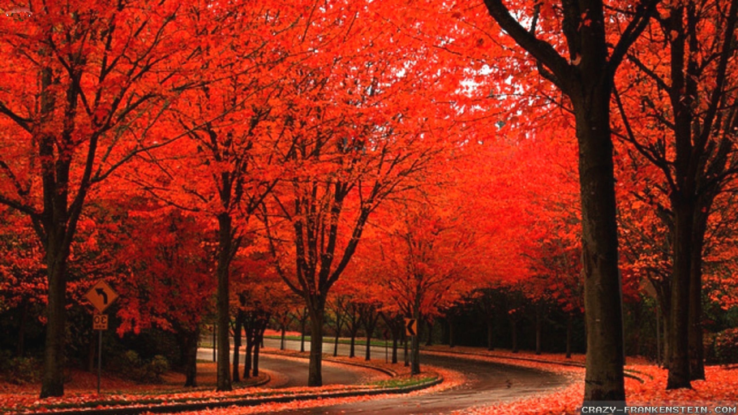 Alberi rossi autunnali con strada, 2560x1440 2K, Monitor Gaming