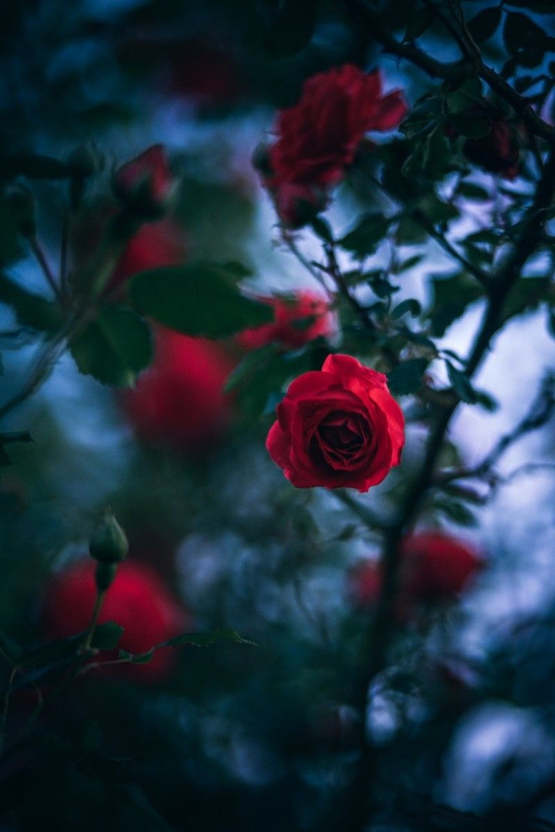 Rose rosse sfondo scuro, 800x1200 Full HD Verticale, Smartphone