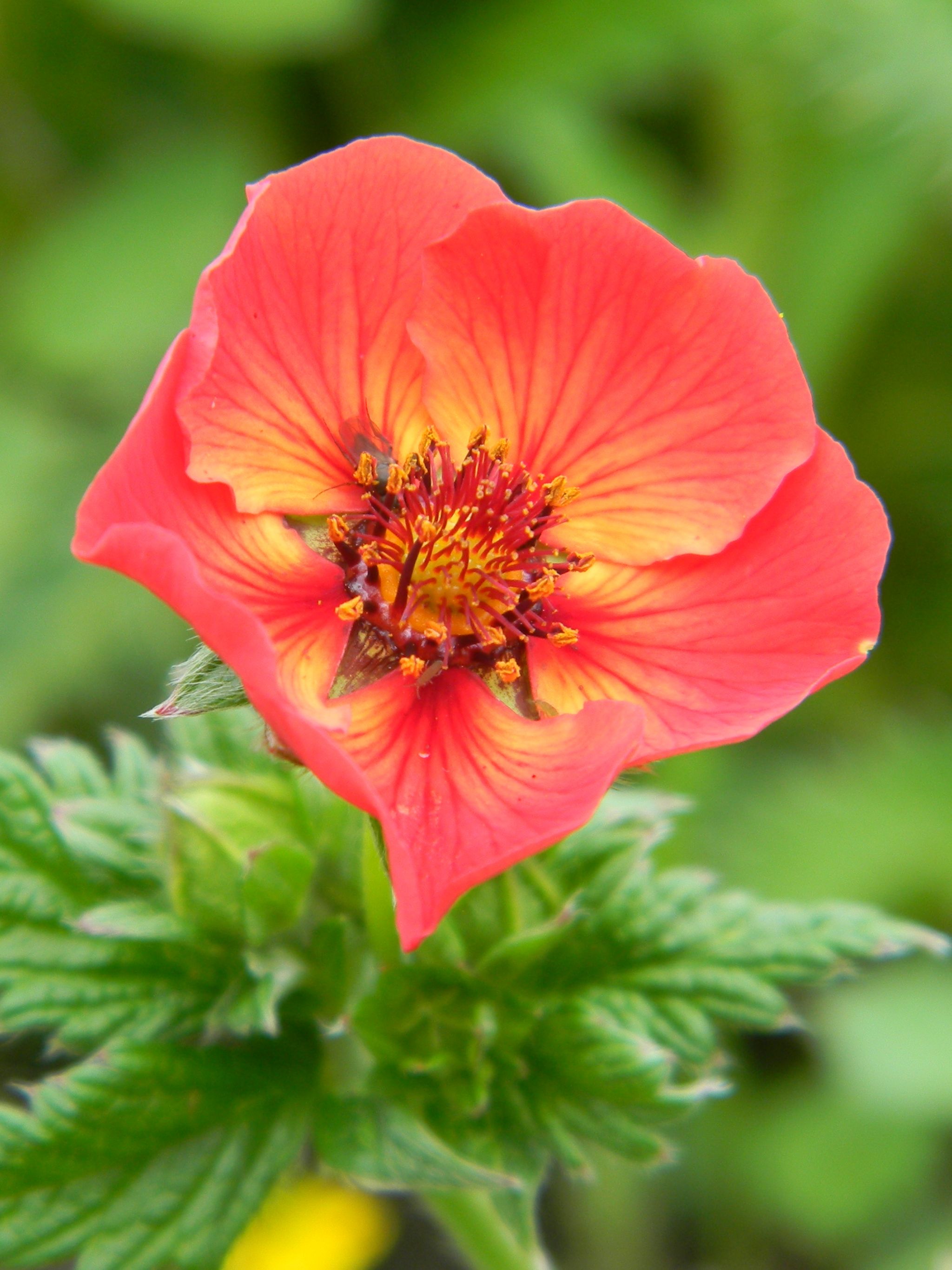 Fiore rosso arancio Geum, 2048x2732 Verticale, Telefono