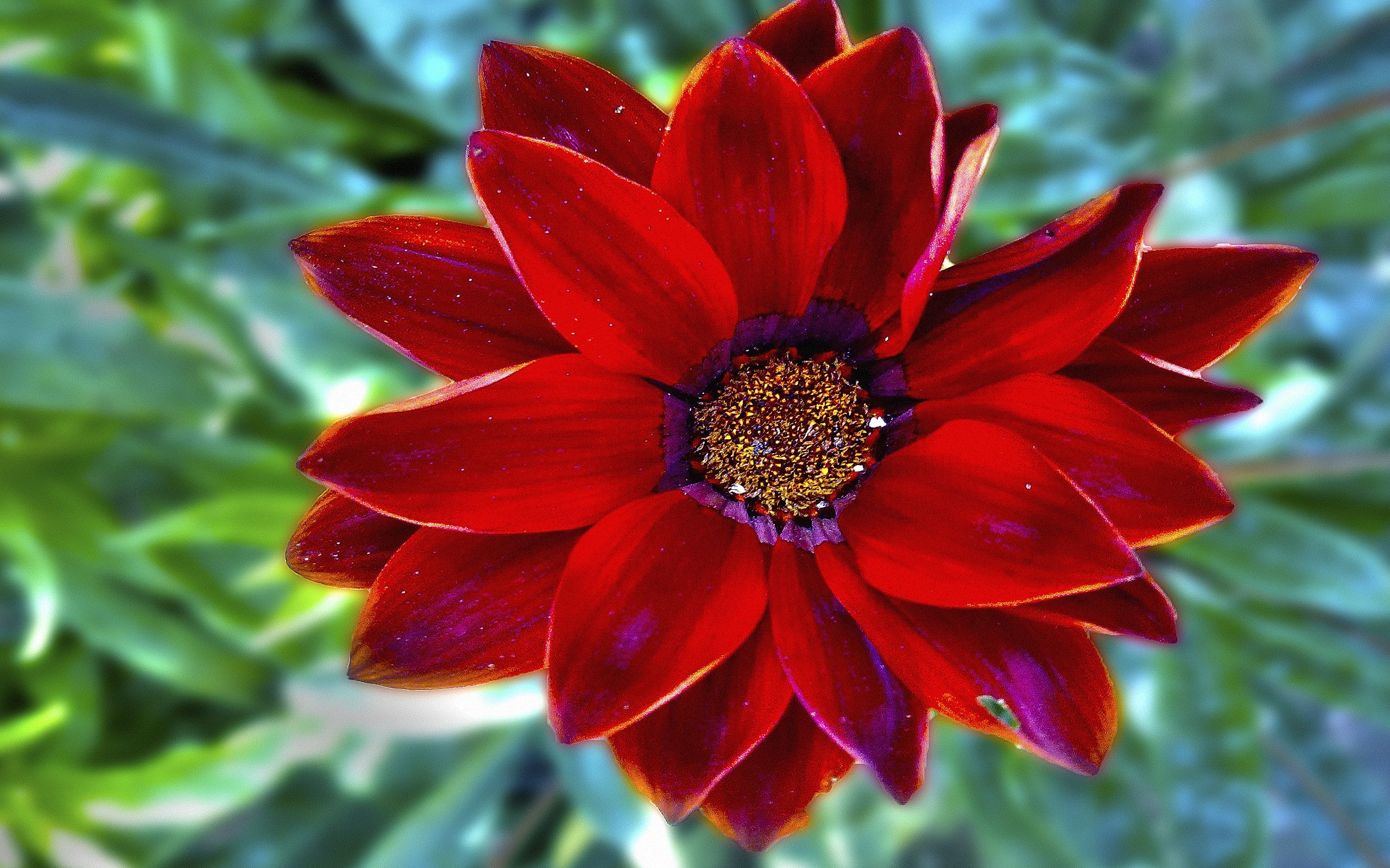 Fiore rosso con centro giallo, 2560x1600 2K, PC