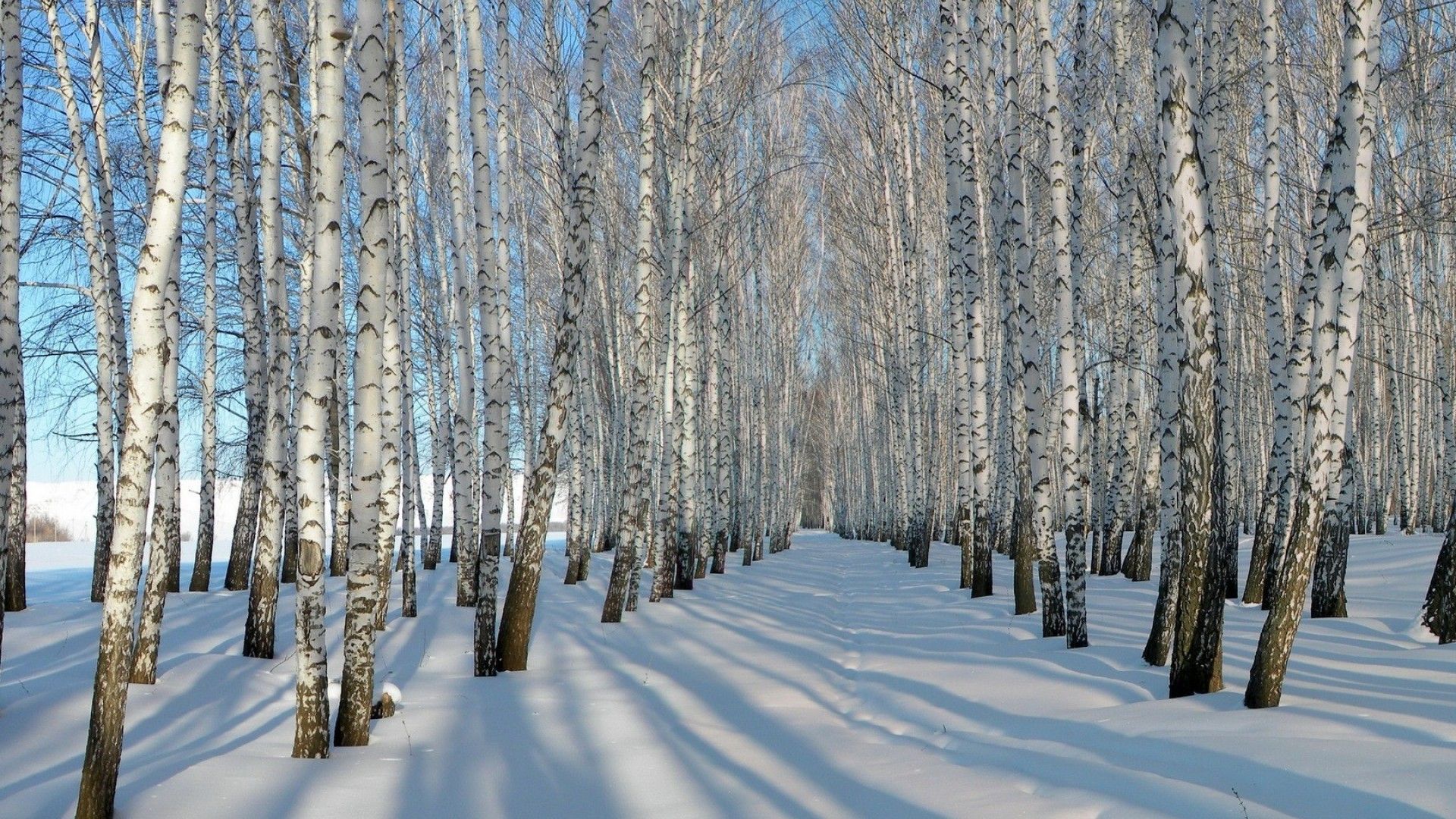 Bosco di betulle innevato, 1920x1080 Full HD, Monitor Gaming