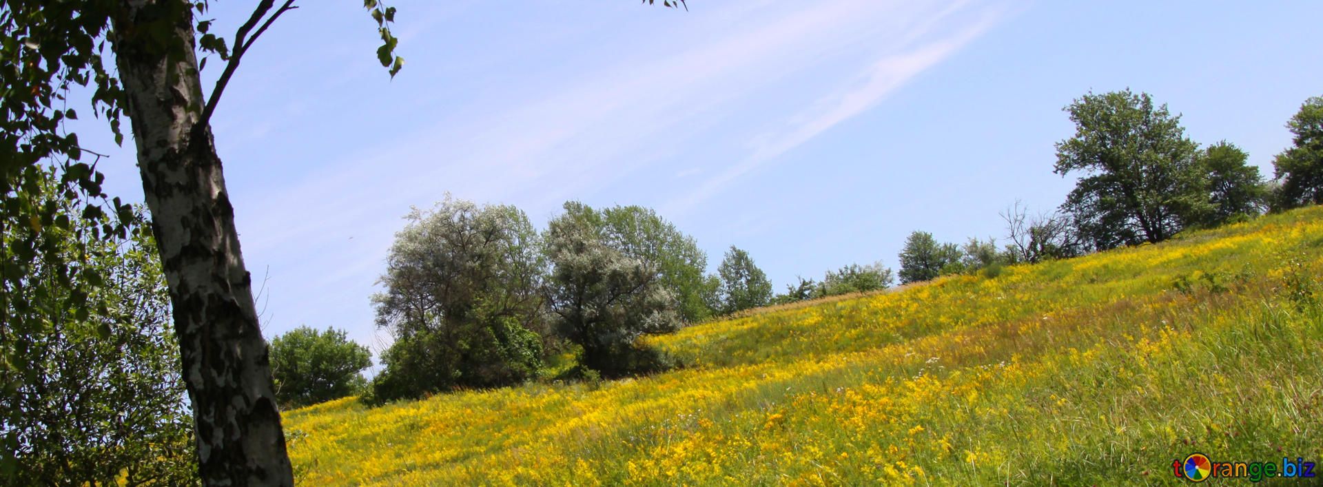 Prato fiorito con betulla, 1920x707 Ultrawide, Desktop