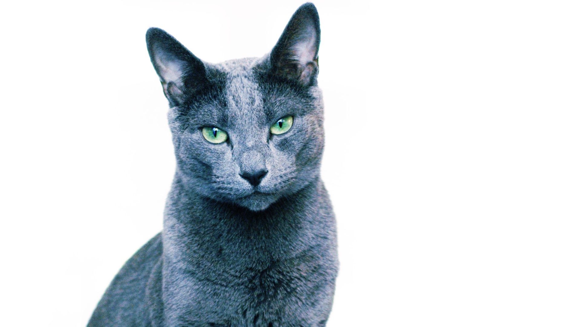 Gatto Russian Blue occhi verdi, 1920x1080 Full HD, PC
