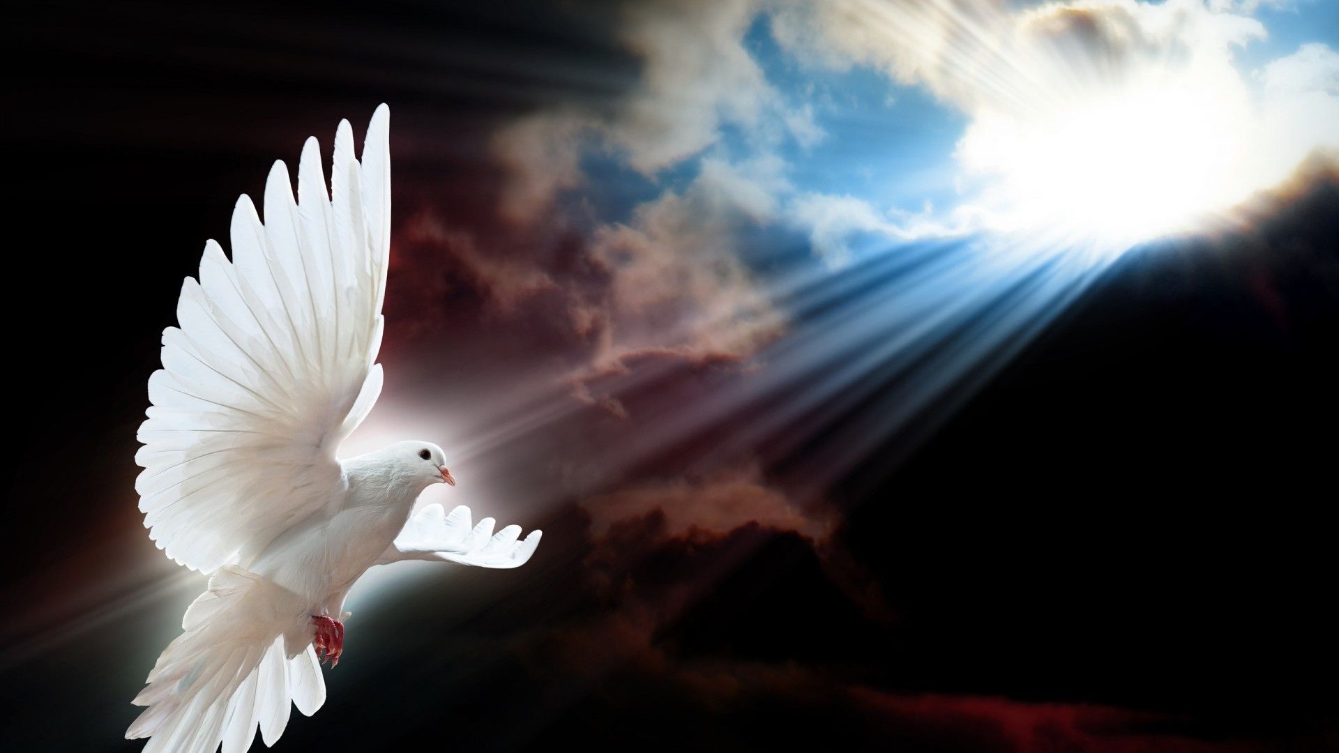 Colomba bianca raggi luce, 1920x1080 Full HD 1080p, Desktop