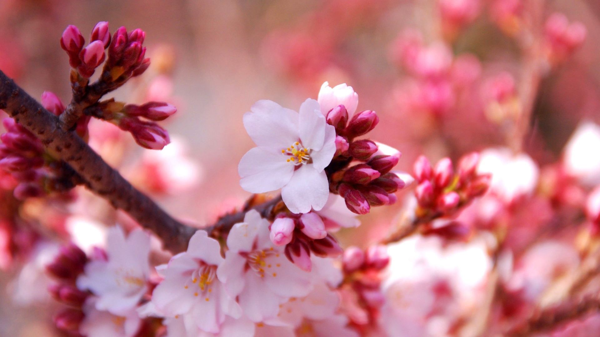 Fiori di ciliegio rosa sakura, 1920x1080 Full HD 1080p, PC