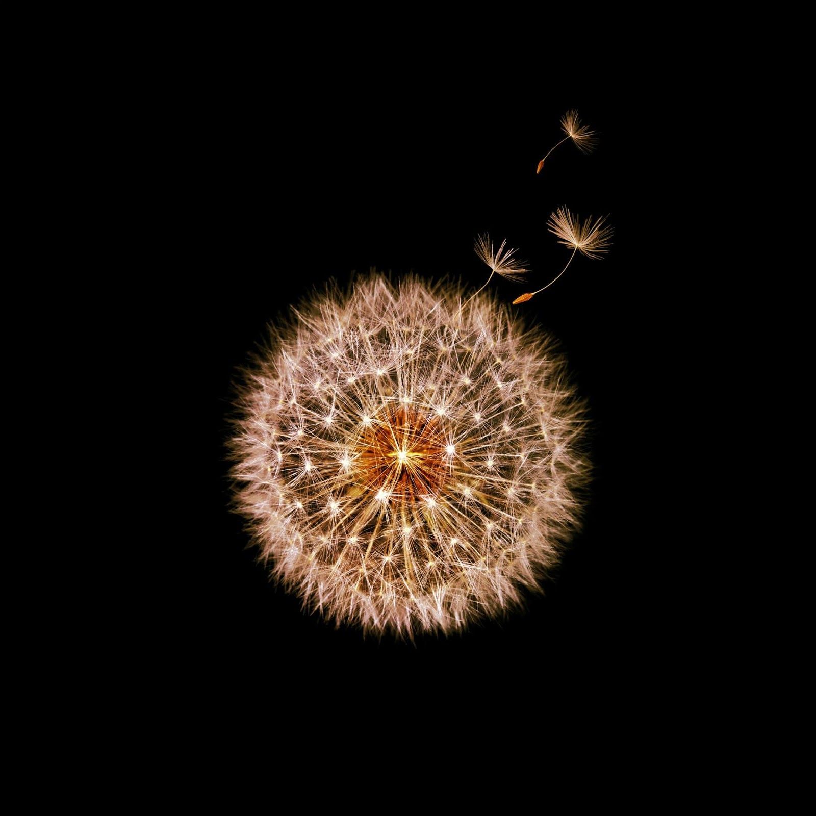Soffione dorato su nero, 1600x1600 HD Ready, Desktop