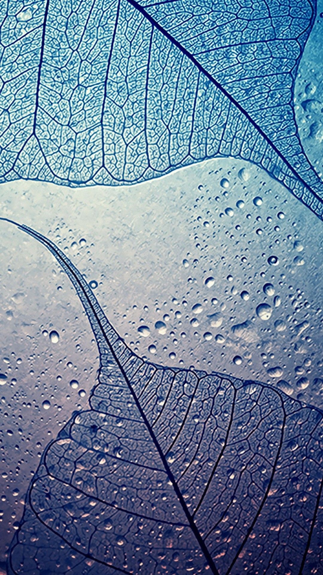 Foglia scheletrica con gocce d'acqua, 1080x1920 Verticale, Samsung Galaxy