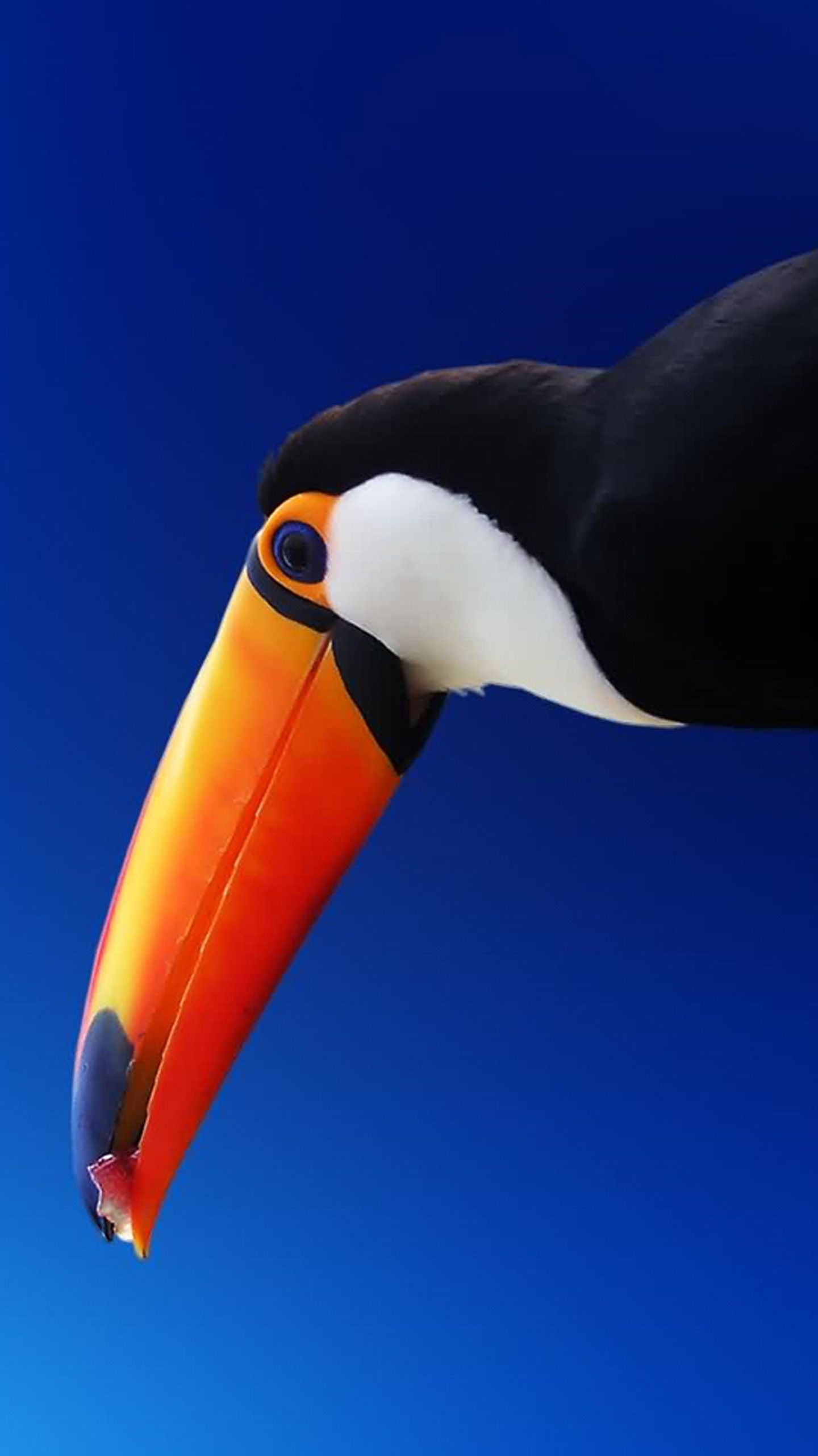 Tucano su sfondo blu, 1440x2560 Full HD Verticale, Galaxy A
