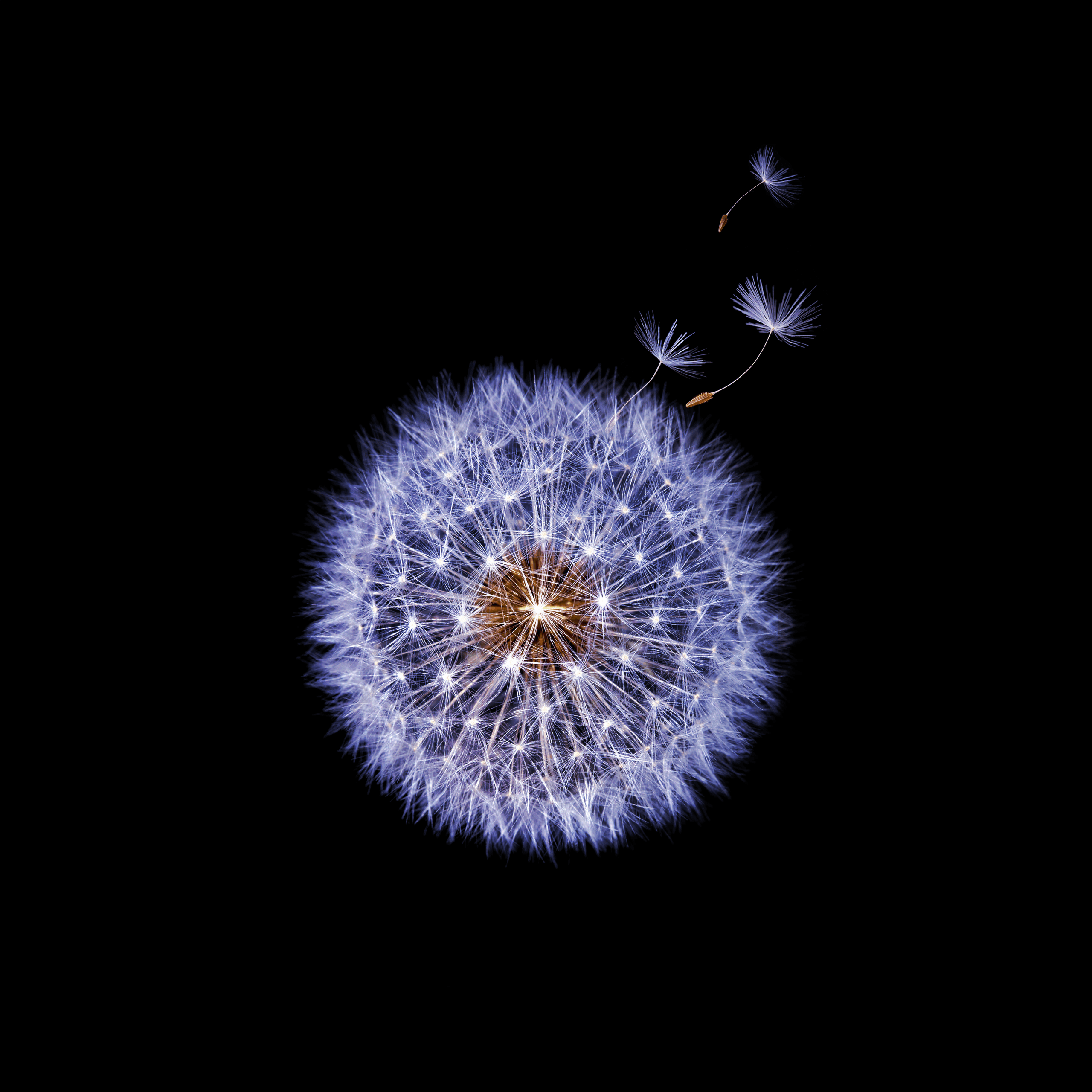 Fiore di tarassaco su sfondo nero, 2560x2560 2K, Laptop