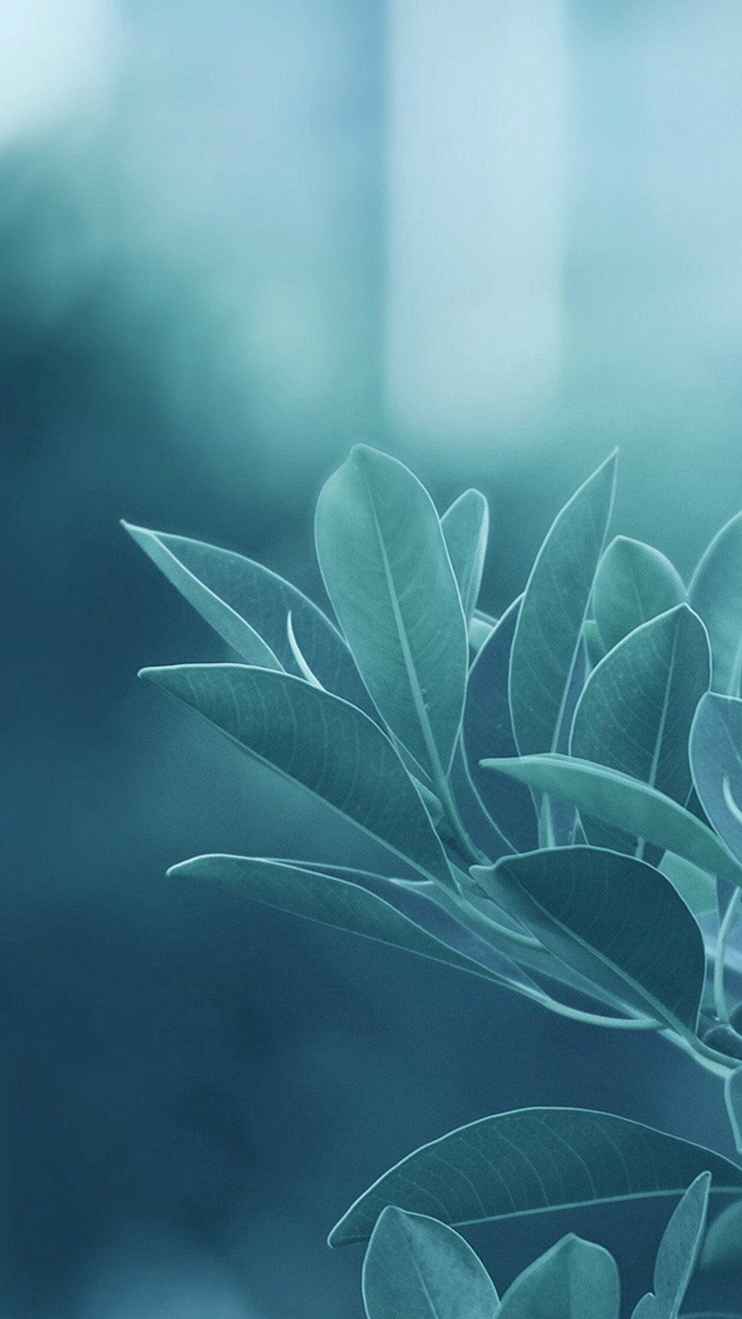 Foglie sfocate blu-verde, 1080x1920 Full HD Verticale, Galaxy Z