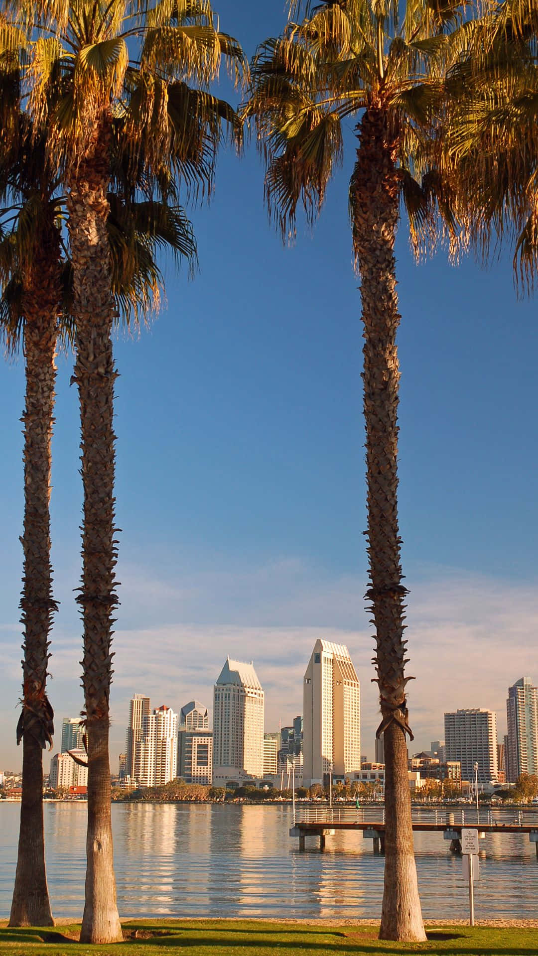 Palme e skyline San Diego, 1080x1920 Full HD Verticale, iPhone