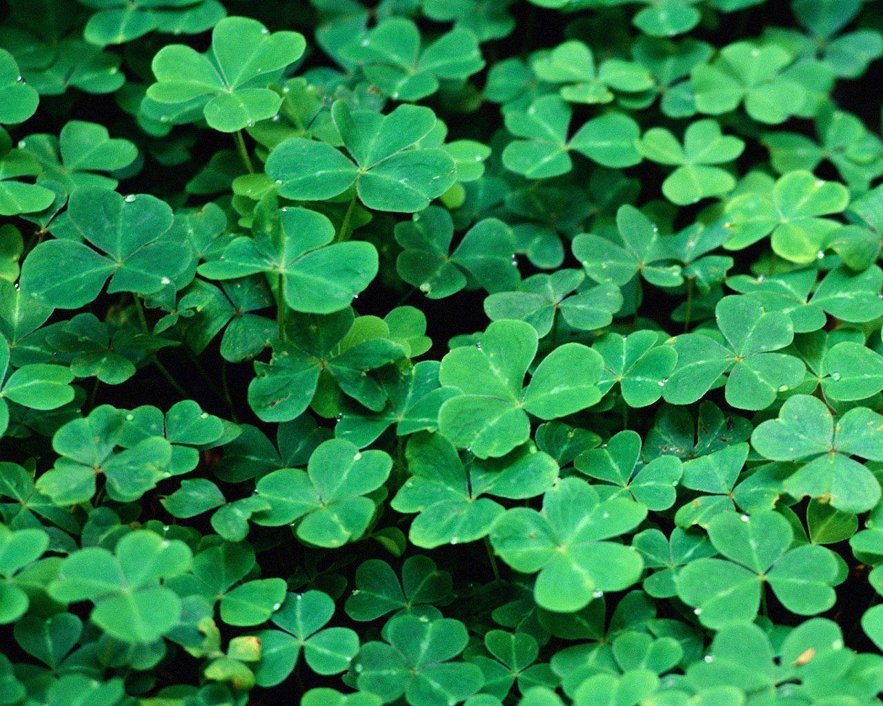 Trifogli verdi San Patrizio, 1280x1024 HD, Desktop