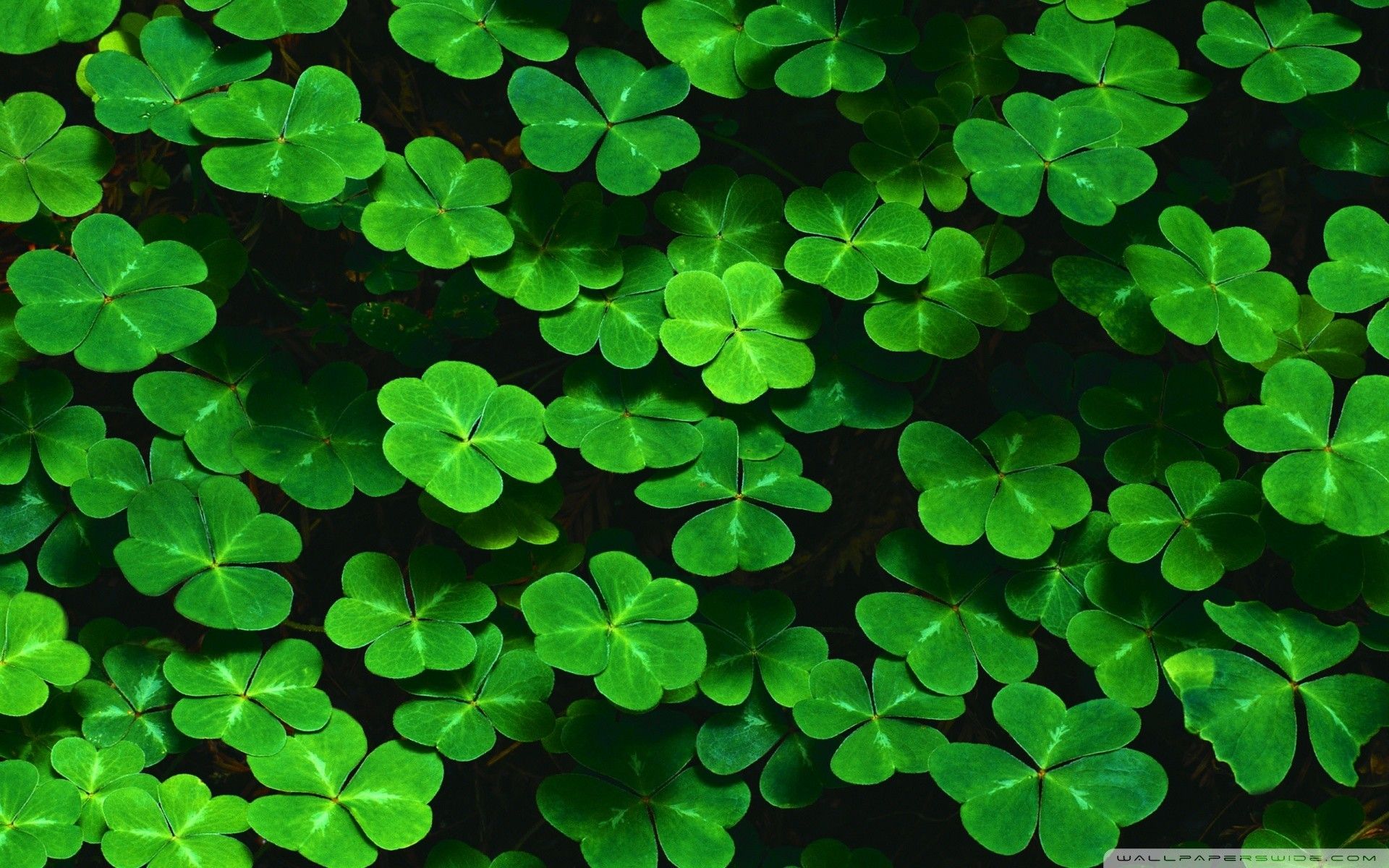 Trifogli verdi San Patrizio, 1920x1200 Full HD+ WUXGA, Laptop