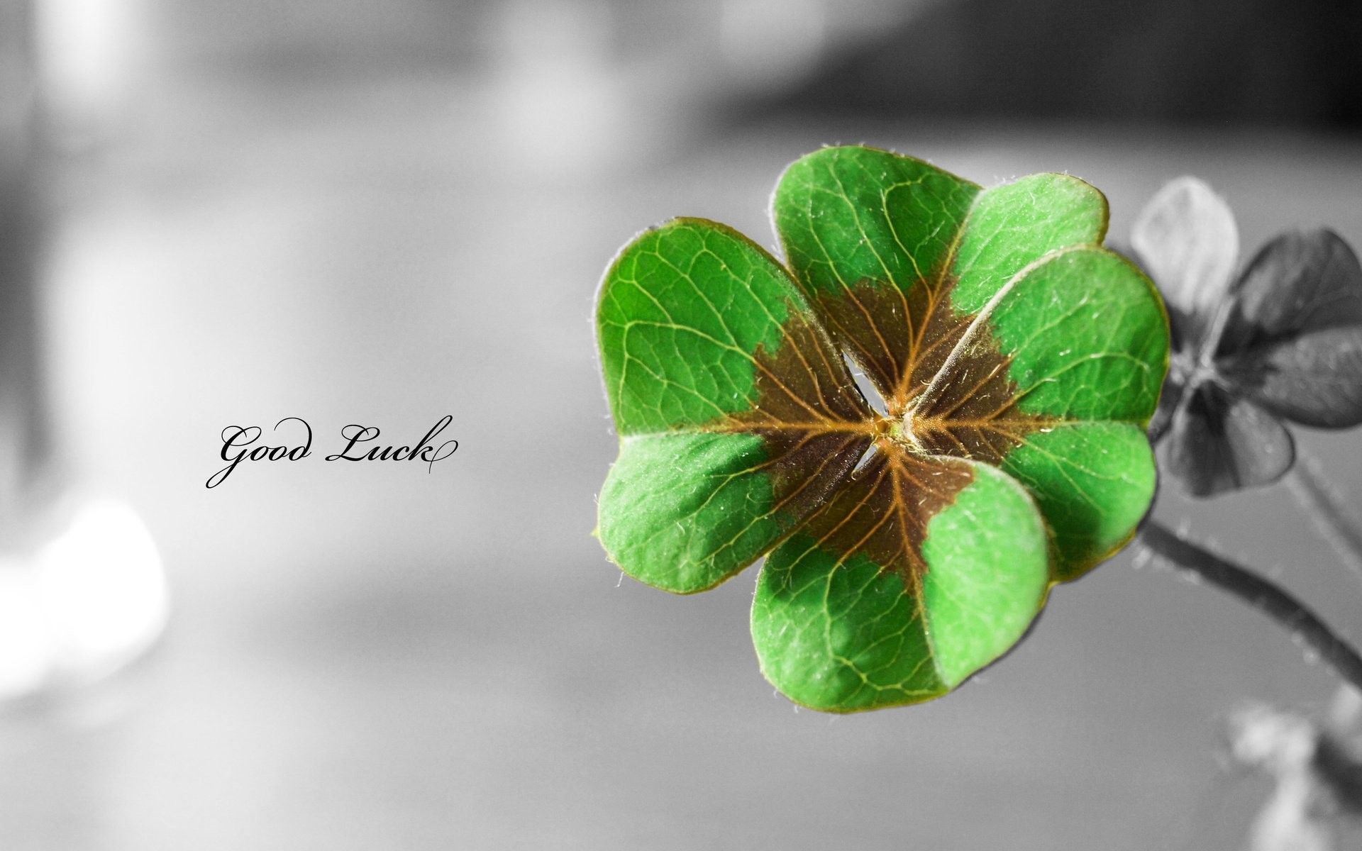 Quadrifoglio verde, Good Luck, 1920x1200 Full HD+, PC