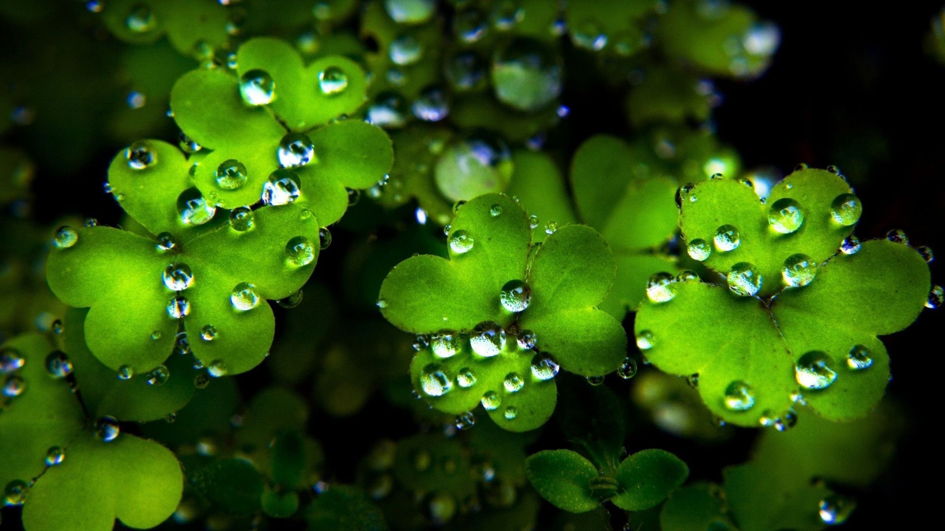 Trifogli verdi con gocce d'acqua, 1920x1080 Full HD 1080p, Desktop
