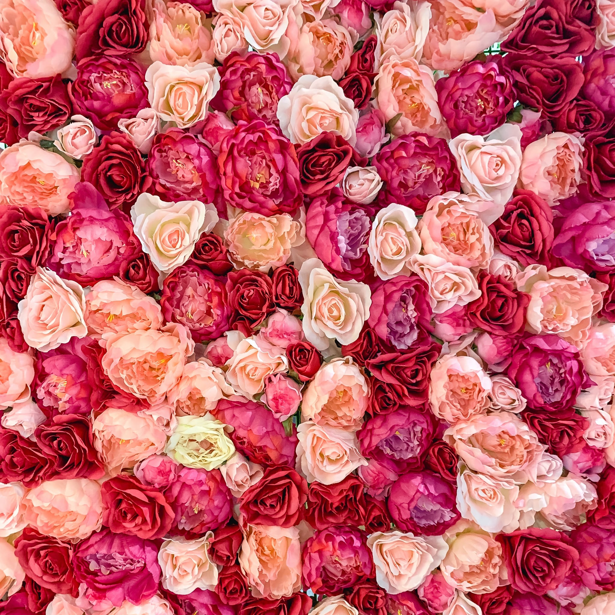 Rose rosa e rosse fitte, 2048x2048 Hi-Res, PC