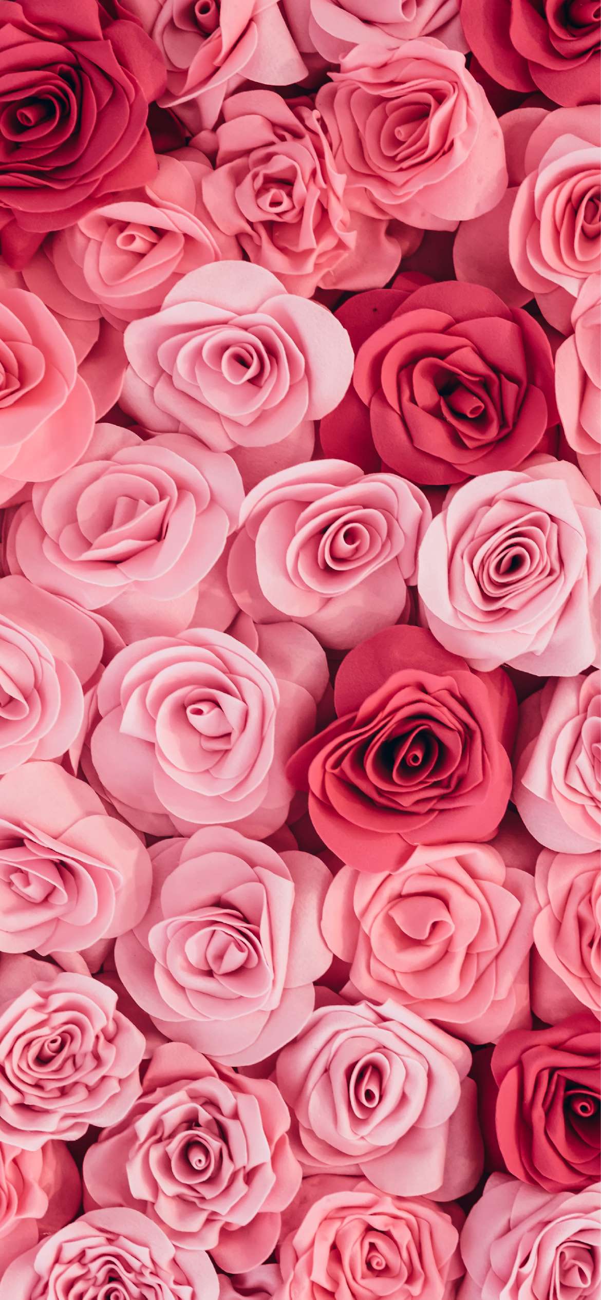Rose rosa e rosse fitte, 1170x2531 Full HD Verticale, iPhone