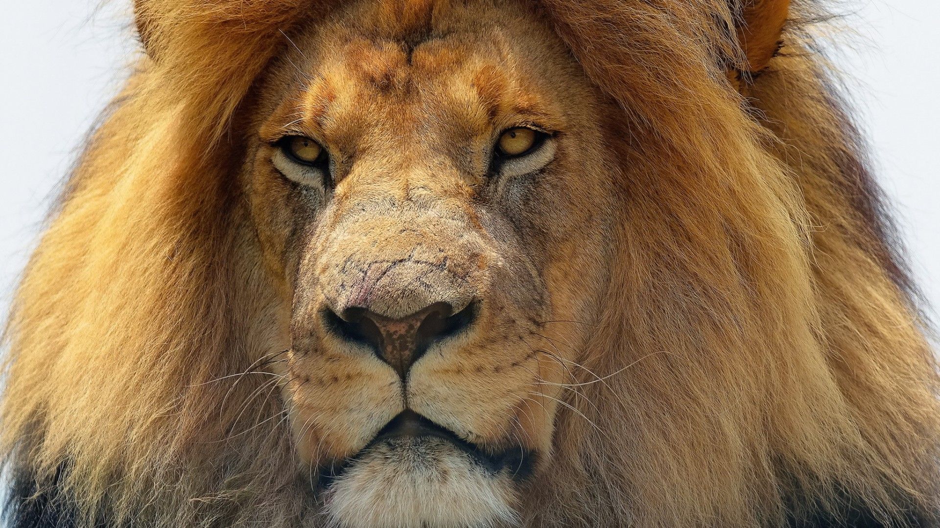 Scar Il Re Leone fumo verde, 1920x1080 Full HD 1080p, Desktop