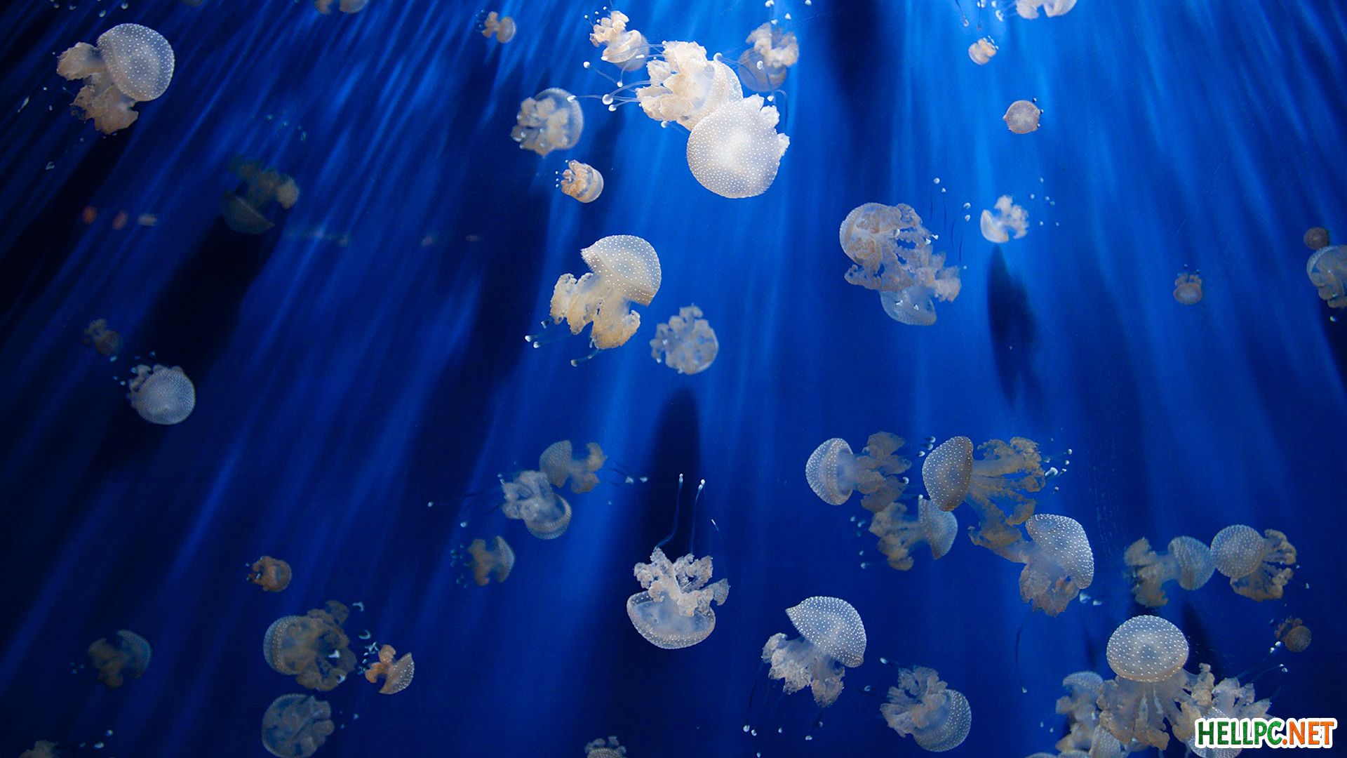 Meduse in acqua blu, 1920x1080 1080p, PC