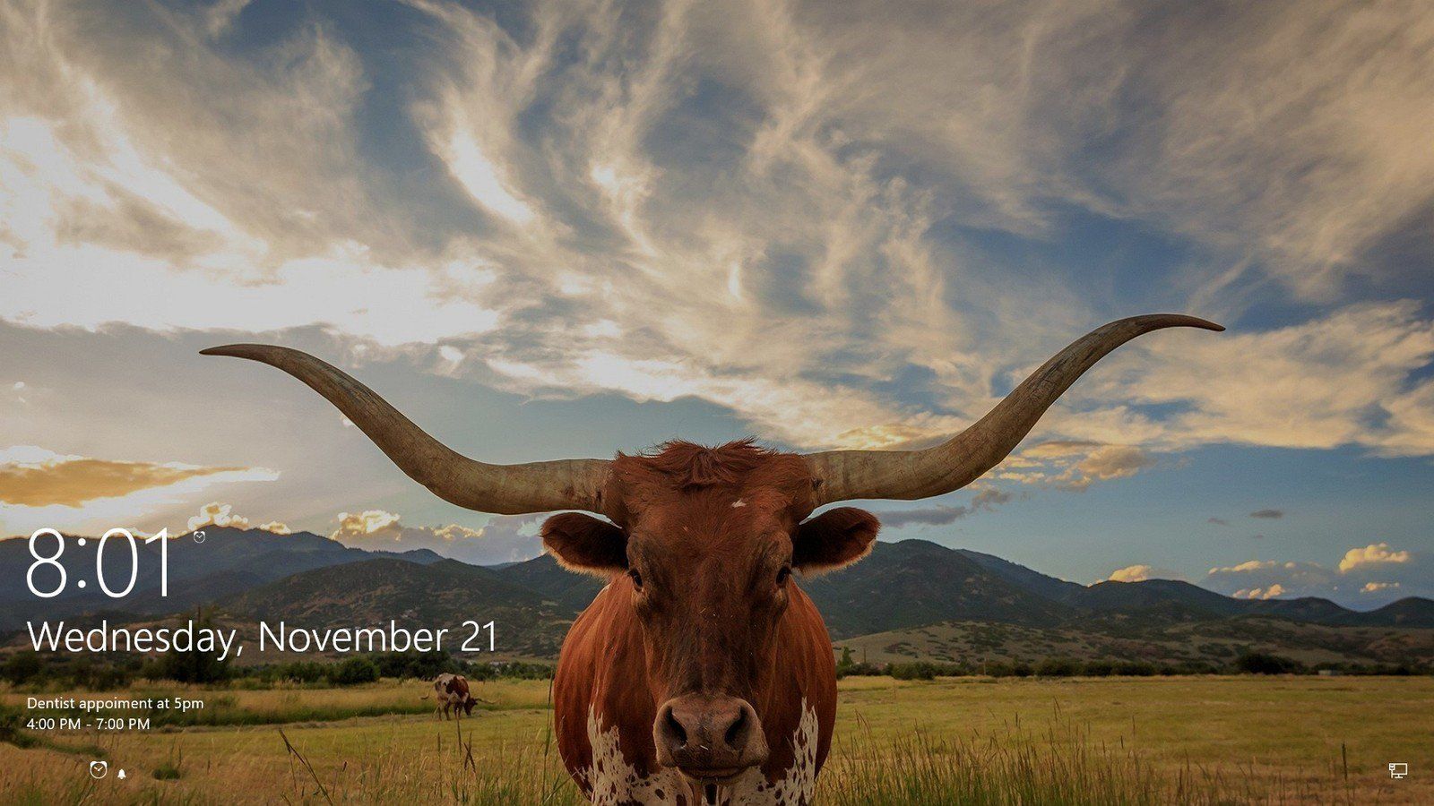 Toro Longhorn in prato montano, 1600x900 HD, PC