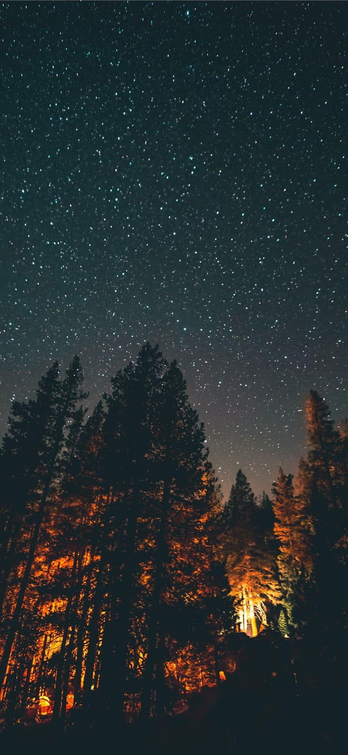 Cielo stellato con alberi, 700x1516 Verticale, Telefono