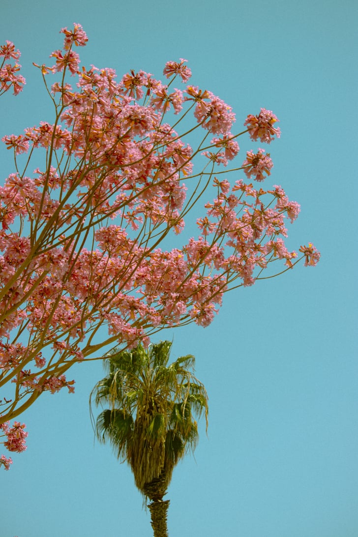 Albero rosa fiorito e palma, 728x1092 Verticale, POCO