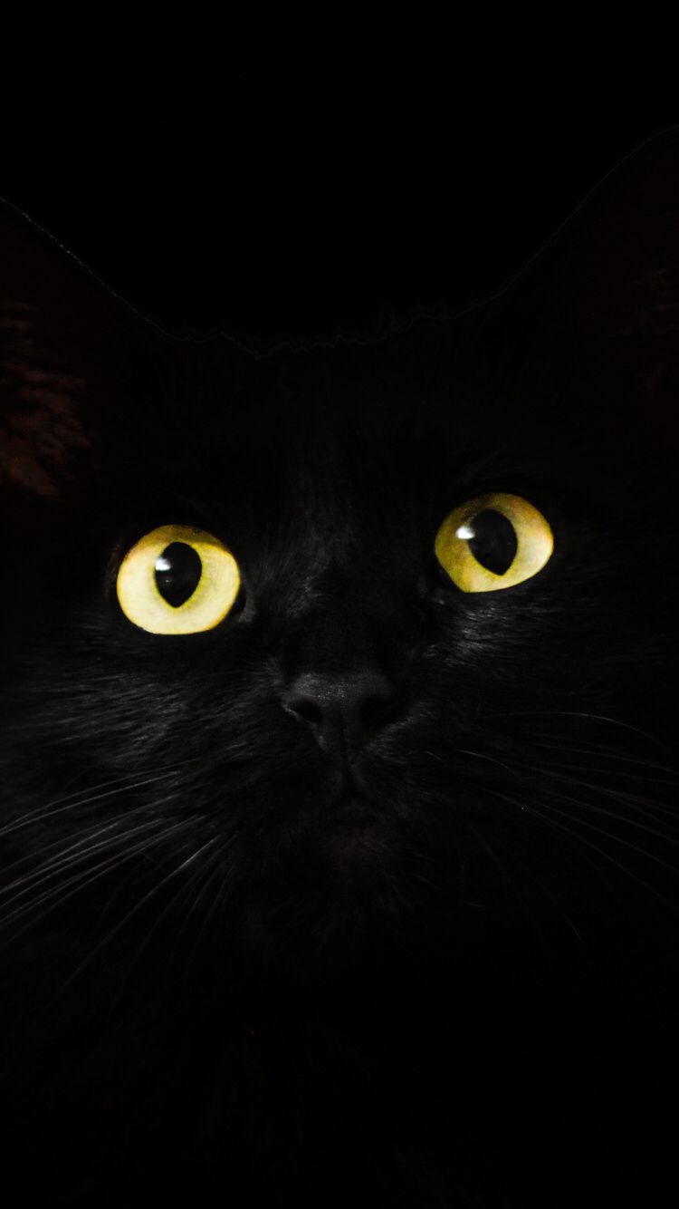 Occhi gatto nero, 750x1334 Full HD Verticale, iPhone Plus