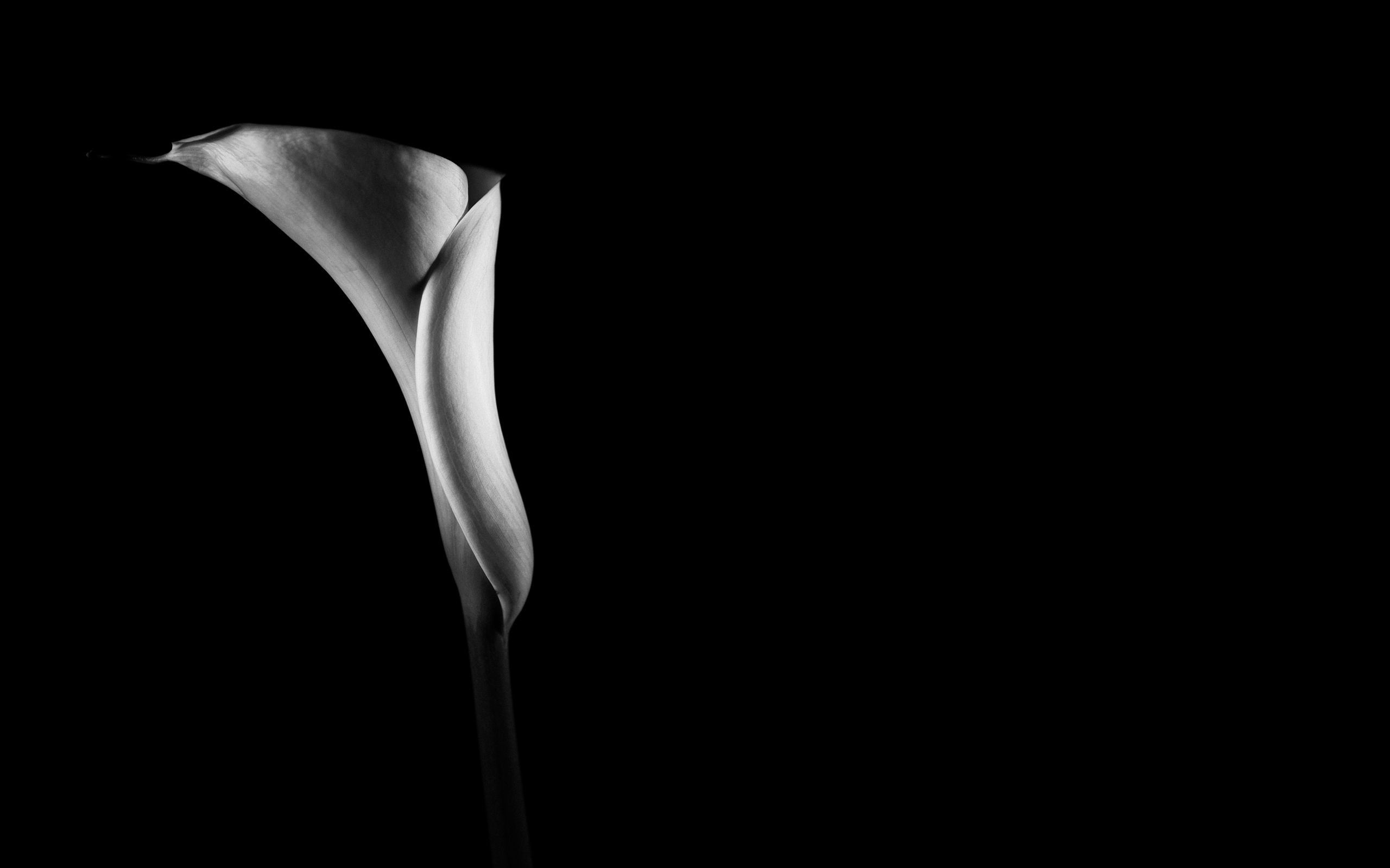 Fiore calla bianco e nero, 2560x1600 2K, MacBook Pro