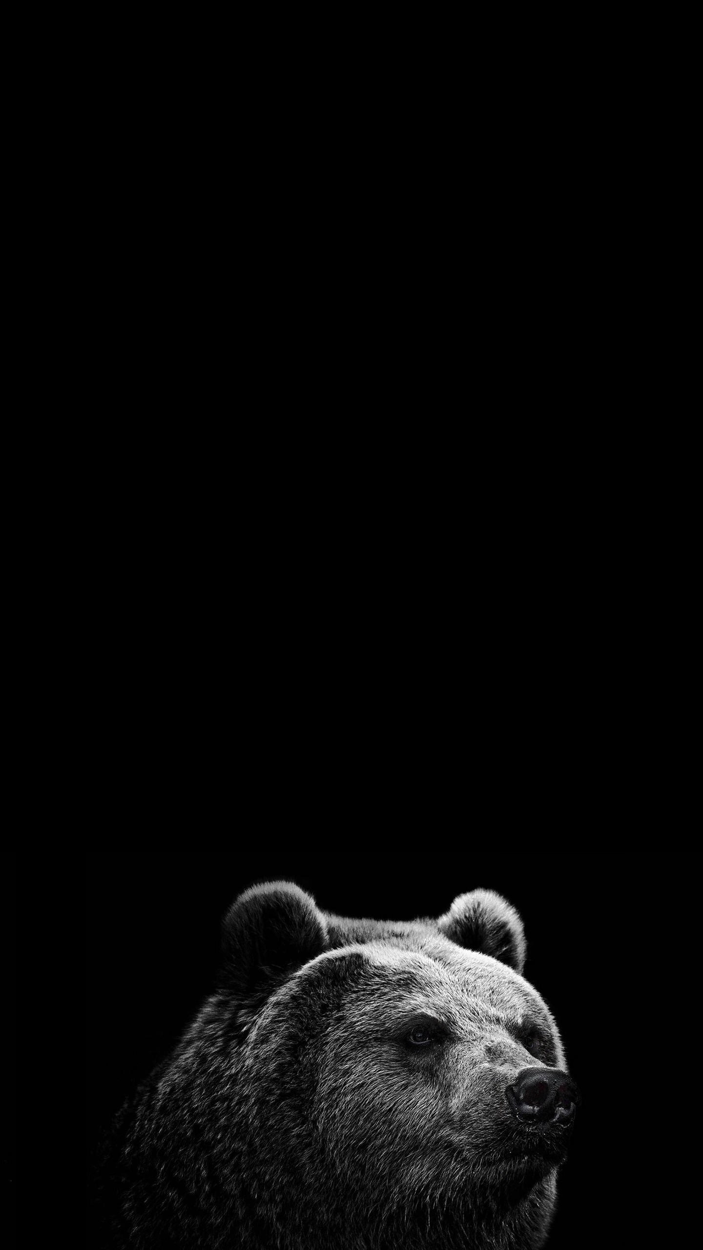 Orso su sfondo nero, 1440x2560 Full HD Verticale, Smartphone
