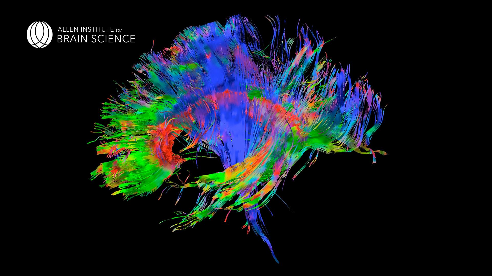 Cervello colorato fibre neurali, 1920x1080 Full HD 1080p, Desktop