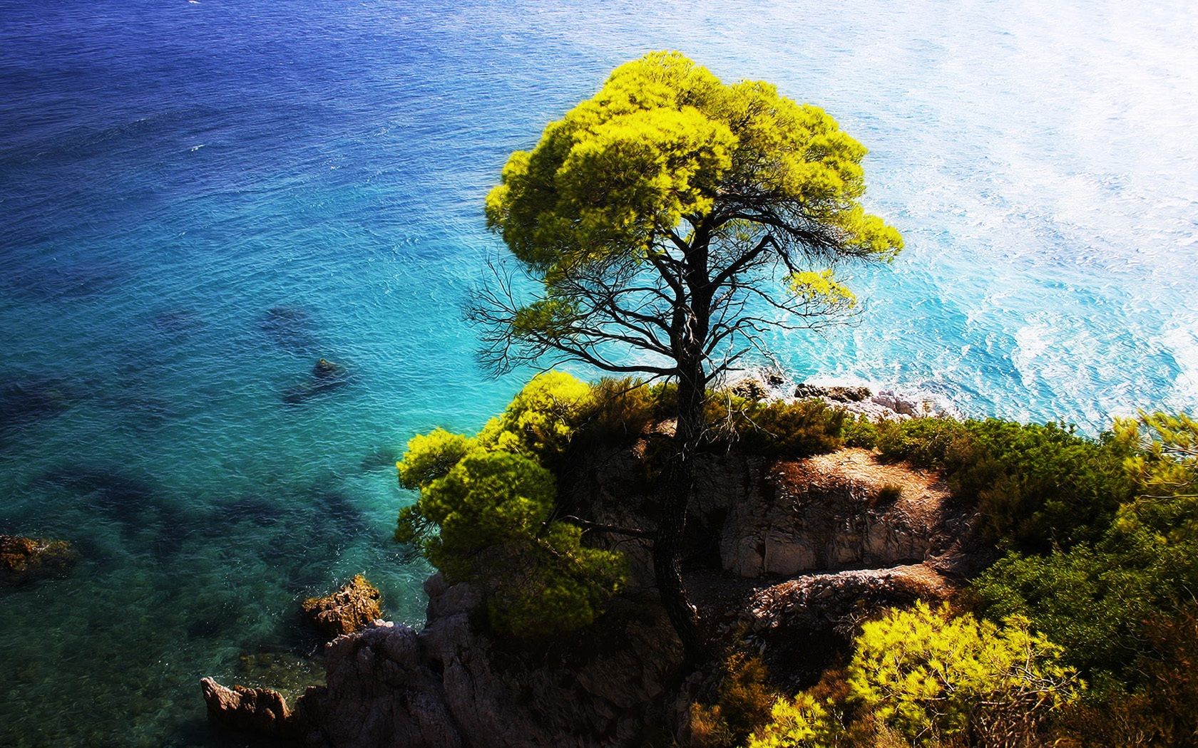 Albero su scogliera mare turchese, 1680x1050 HD, PC
