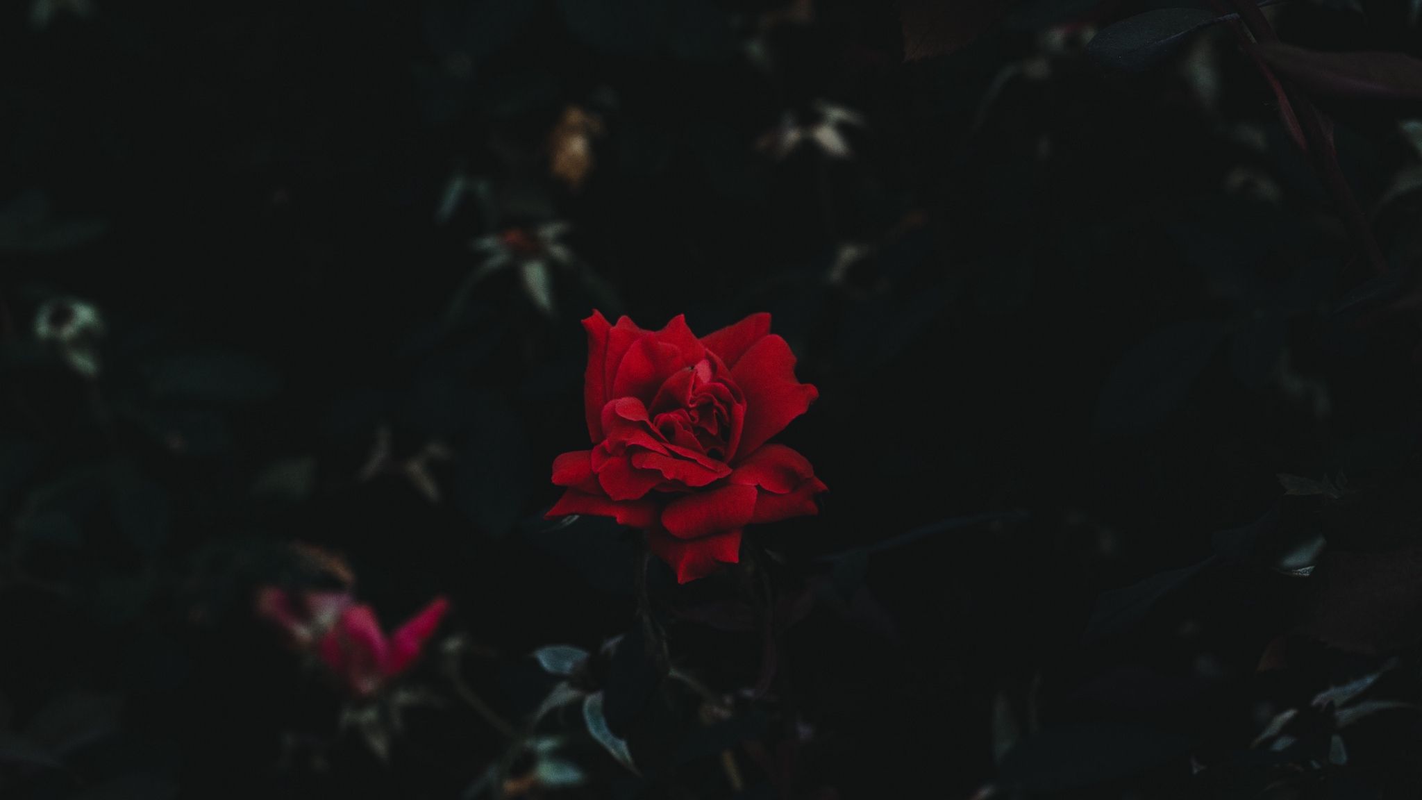 Rosa rossa sfondo scuro, 2048x1152 Hi-Res, PC