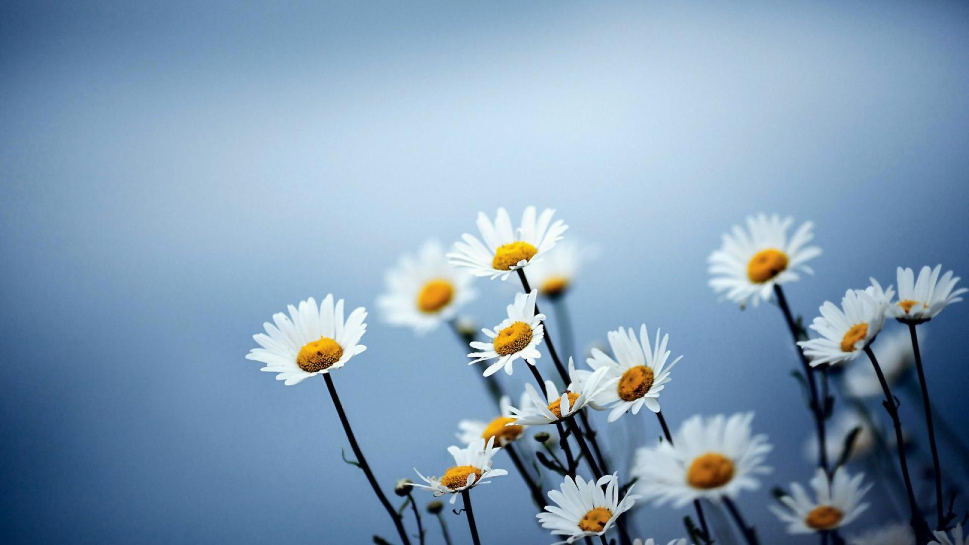 Margherite bianche su blu, 1920x1080 Full HD 1080p, Laptop
