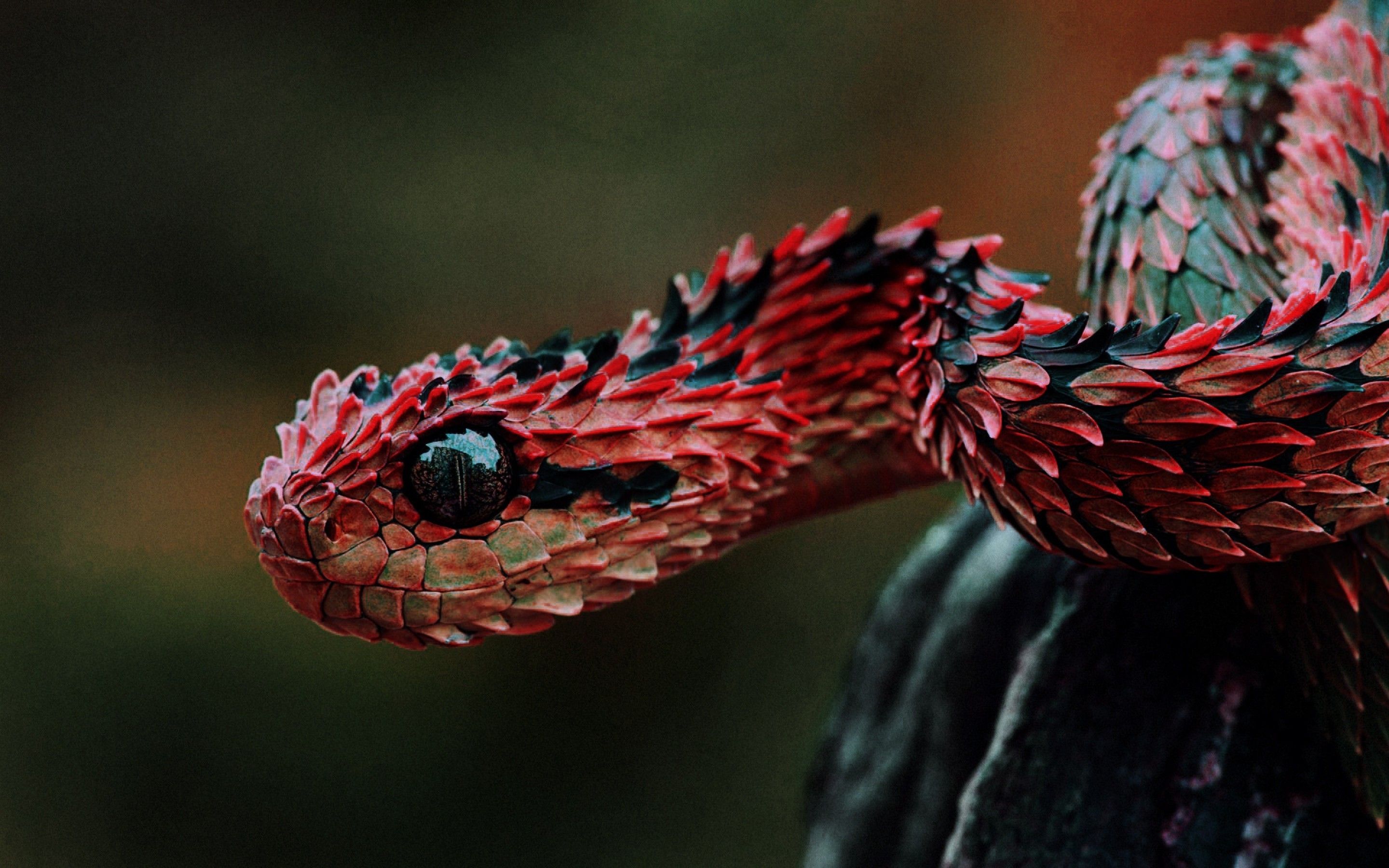 Serpente rosso squame spinose, 2880x1800 2K+, Desktop