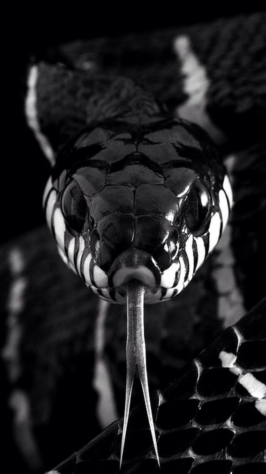 Serpente in bianco e nero, 1080x1920 Full HD Verticale, iPhone