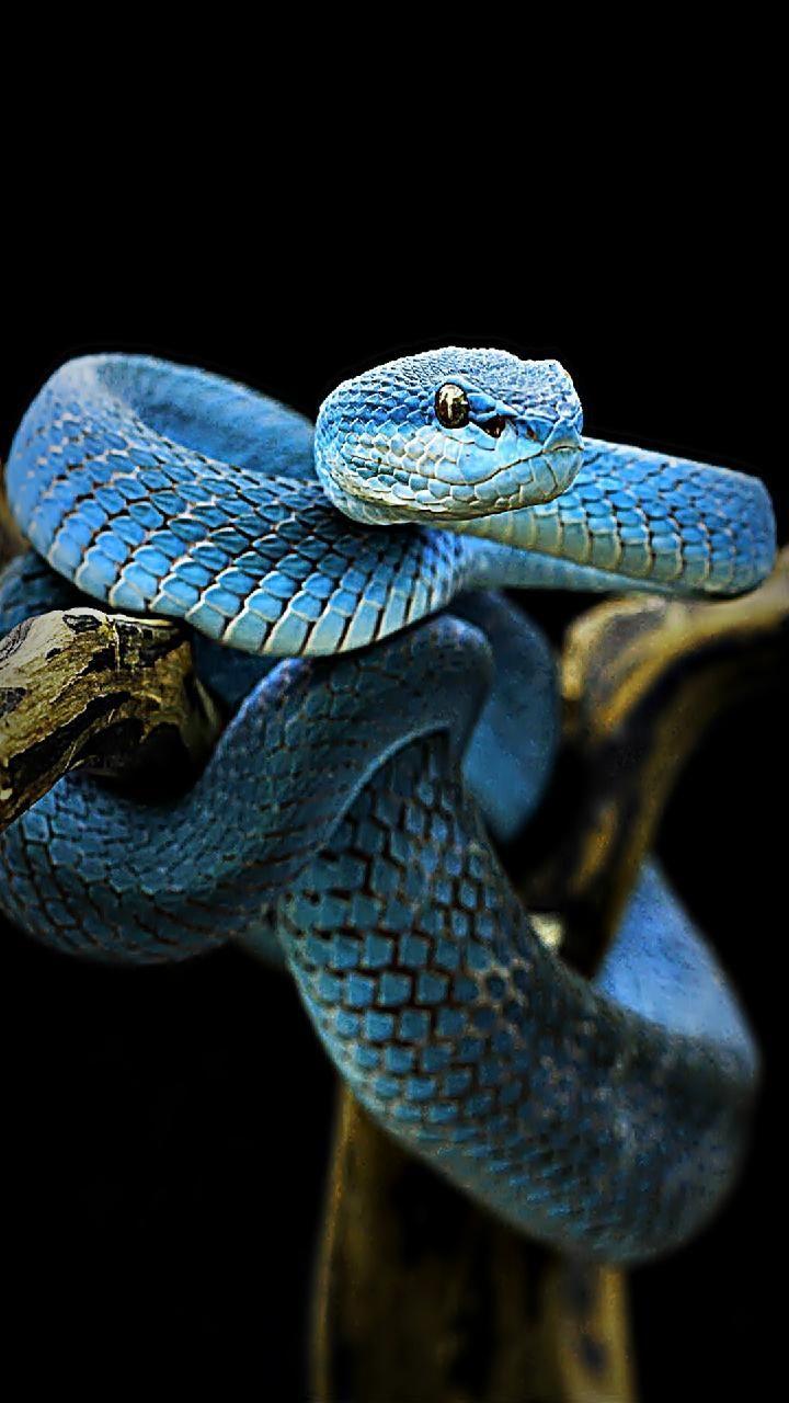 Serpente blu su ramo, 720x1280 Full HD Verticale, Smartphone