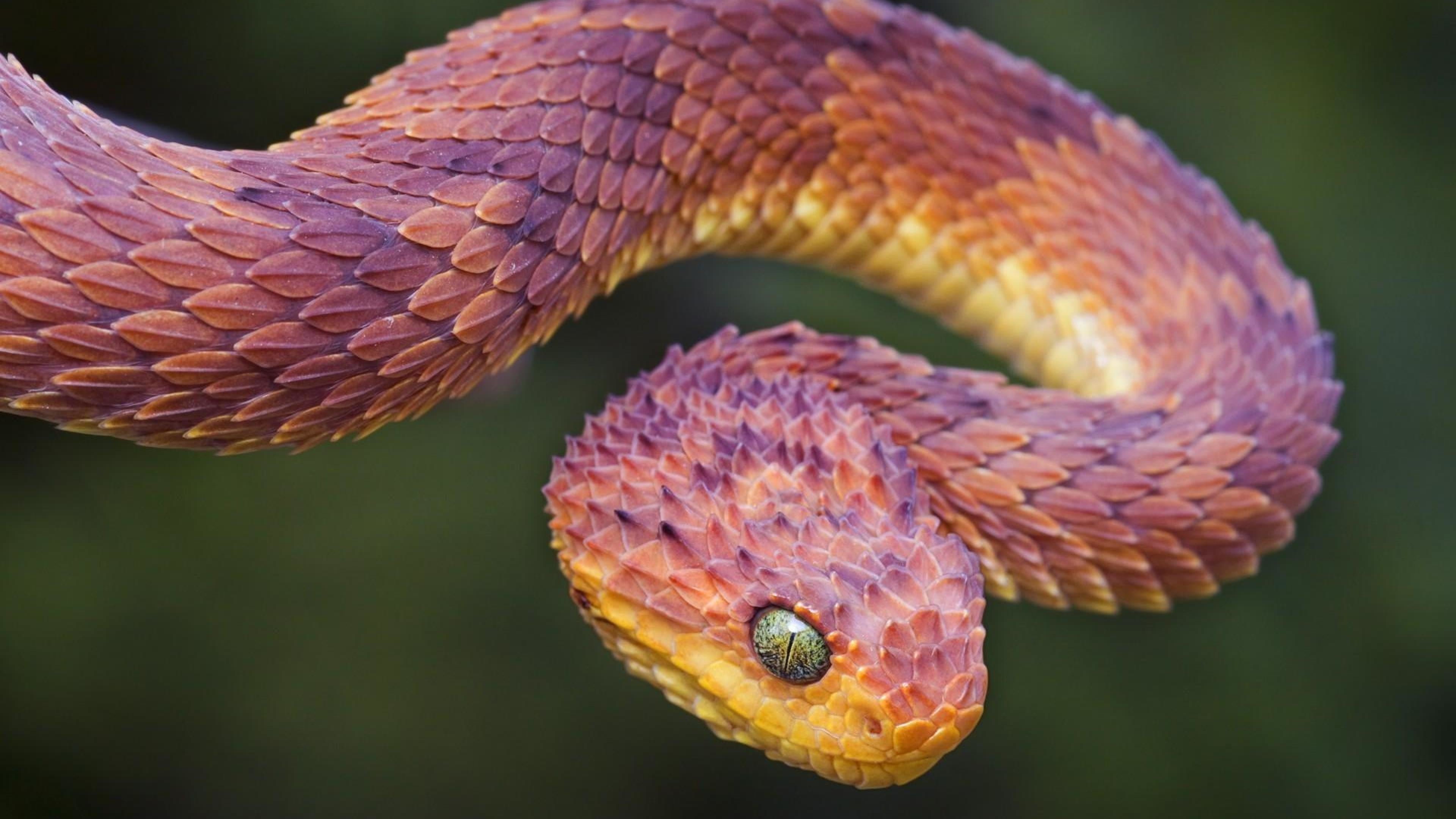 Serpente viola squame dettaglio, 3840x2160 4K, Desktop 4K