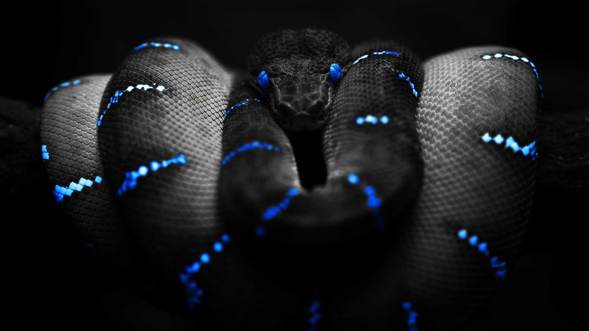 Serpente nero con motivi blu, 1920x1080 Full HD 1080p, Laptop