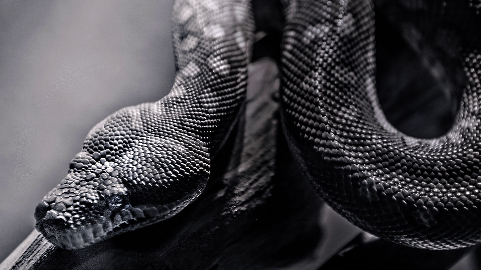 Serpente pitone bianco e nero, 1920x1080 Full HD, PC