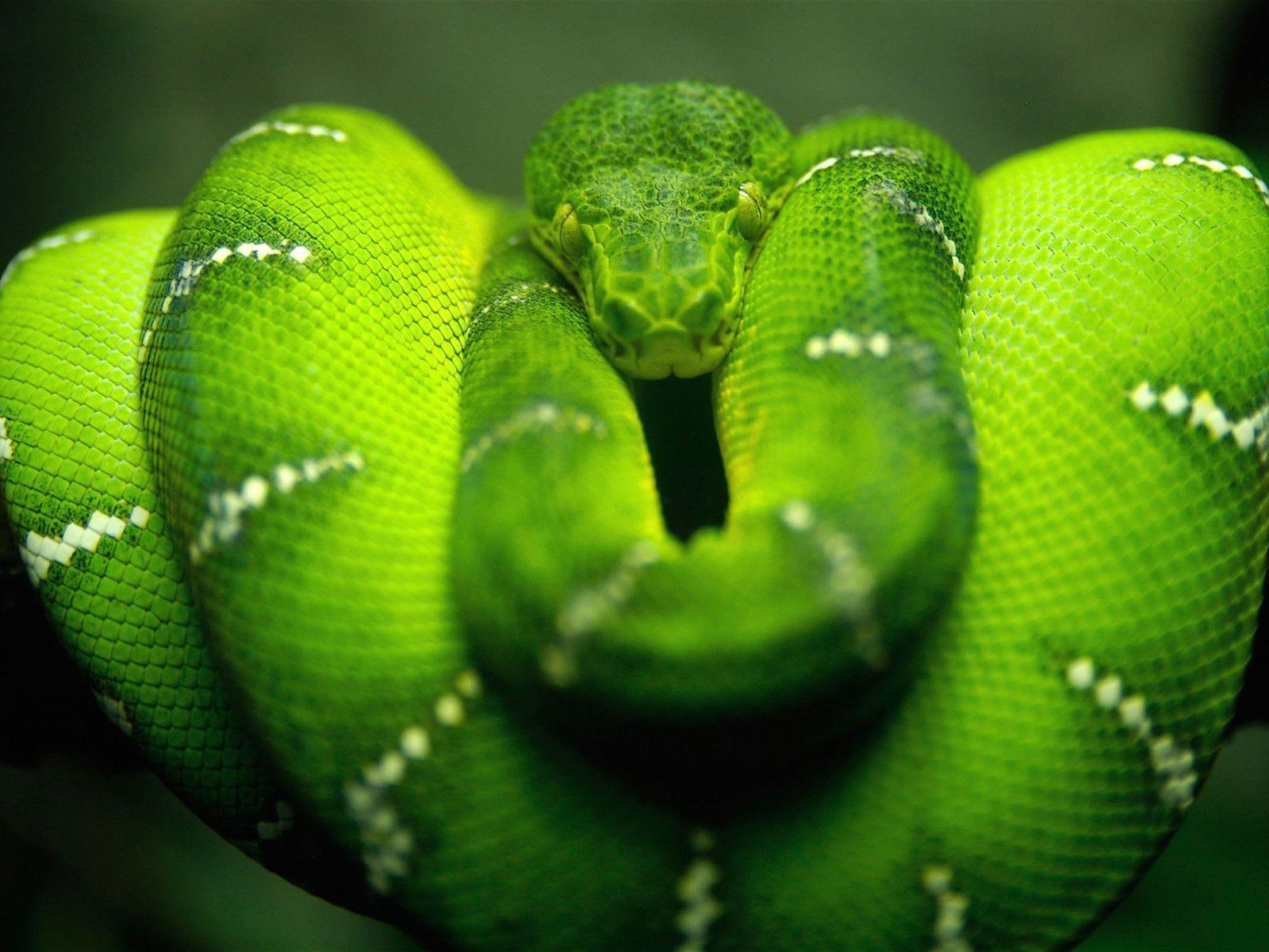 Serpente verde arrotolato, 1600x1200 HD, Desktop