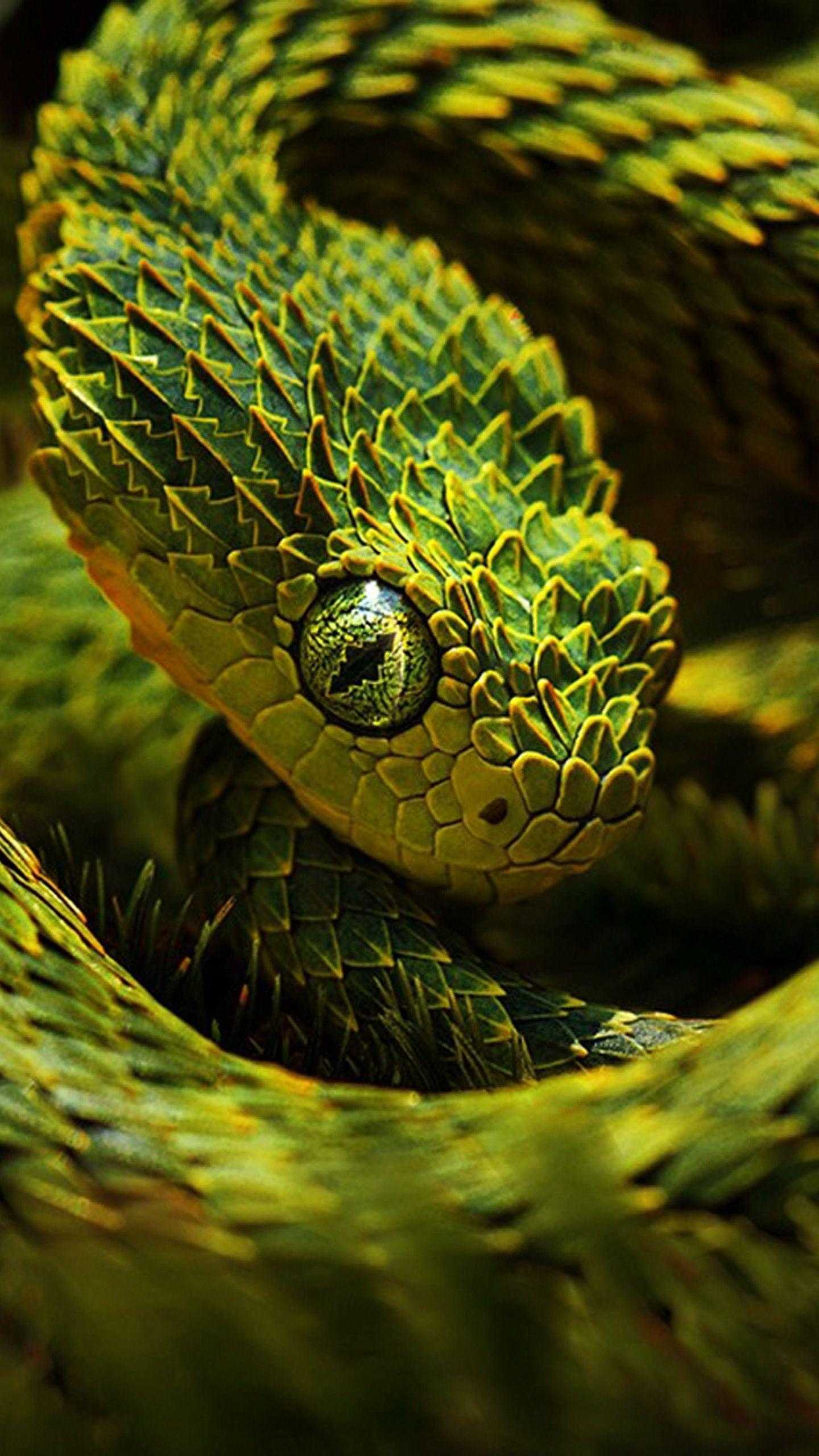 Serpente verde squame ravvicinato, 1440x2560 Full HD Verticale, iPhone