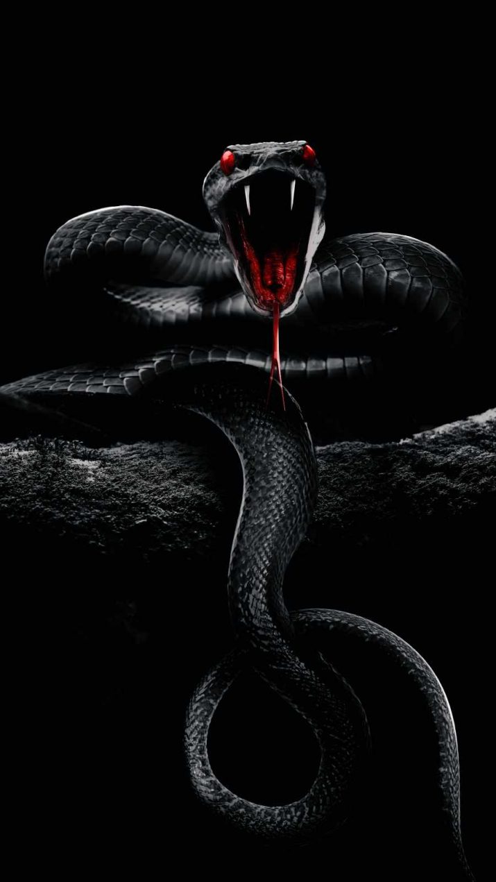 Serpente nero bocca aperta, 715x1271 Verticale, Mobile