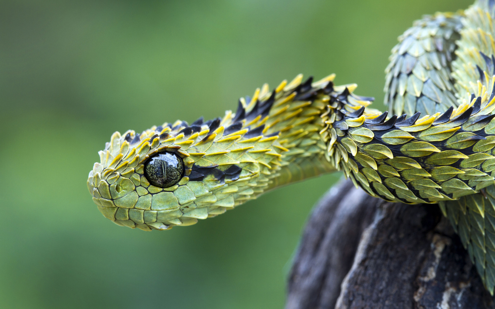 Vipera del bosco squame spinose, 1920x1200 Full HD+, iMac