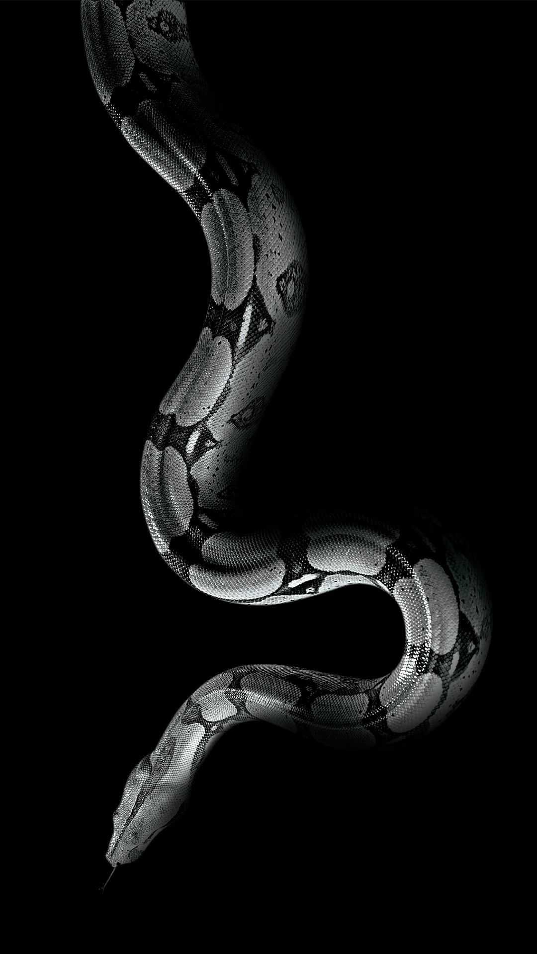 Serpente boa su sfondo nero, 1080x1920 Verticale, Telefono