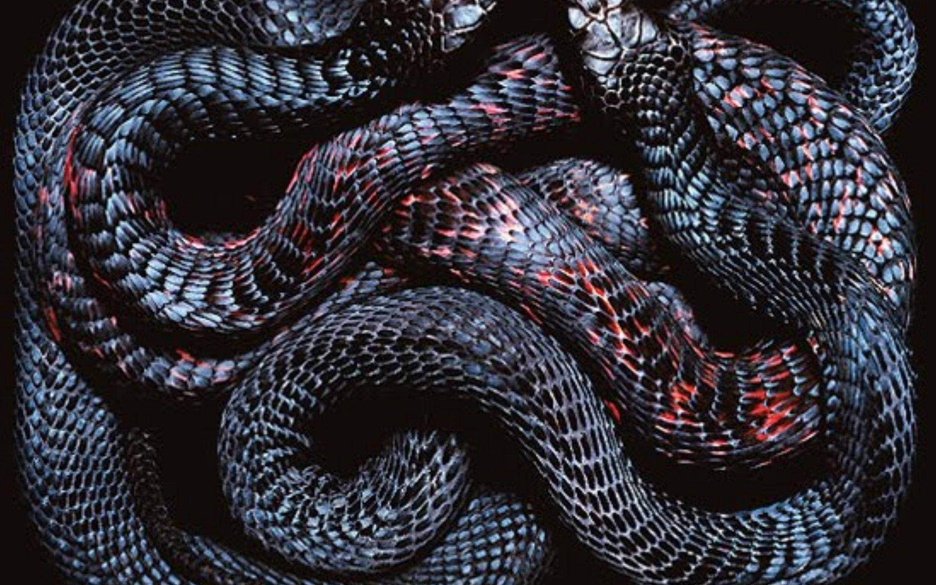 Serpenti intrecciati squame scure, 1920x1200 WUXGA, Desktop