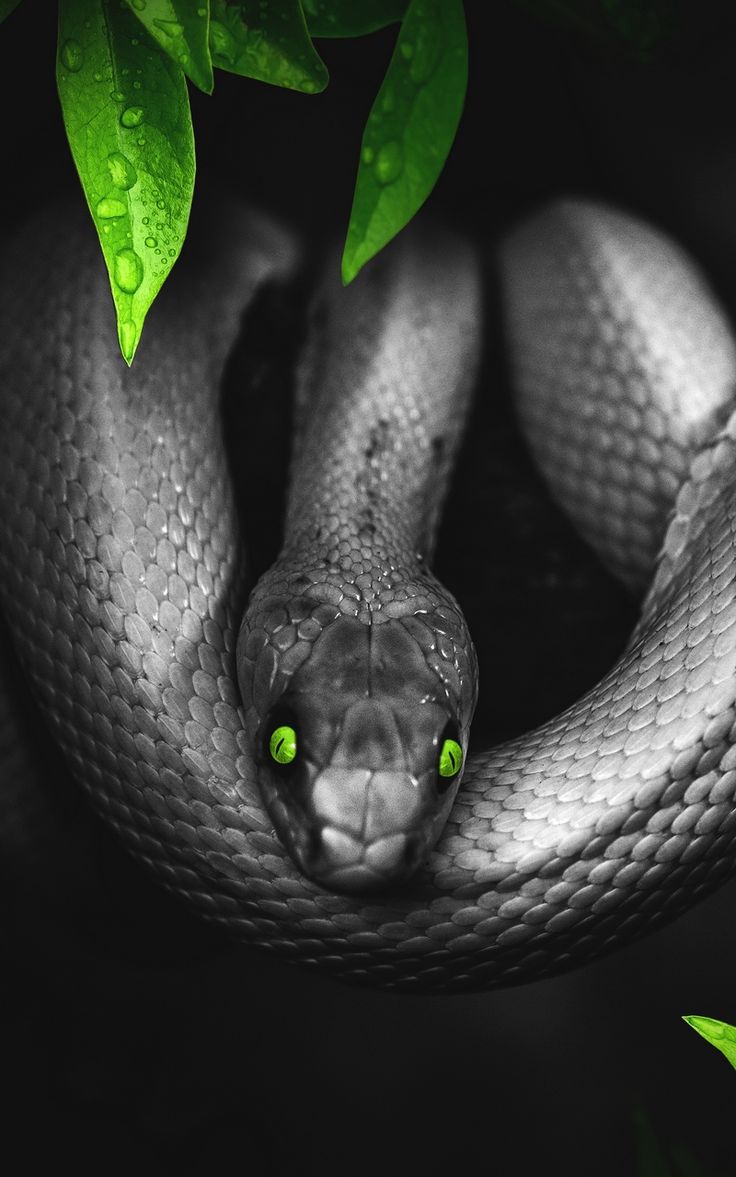 Serpente nero occhi verdi, 736x1177 Full HD Verticale, Smartphone