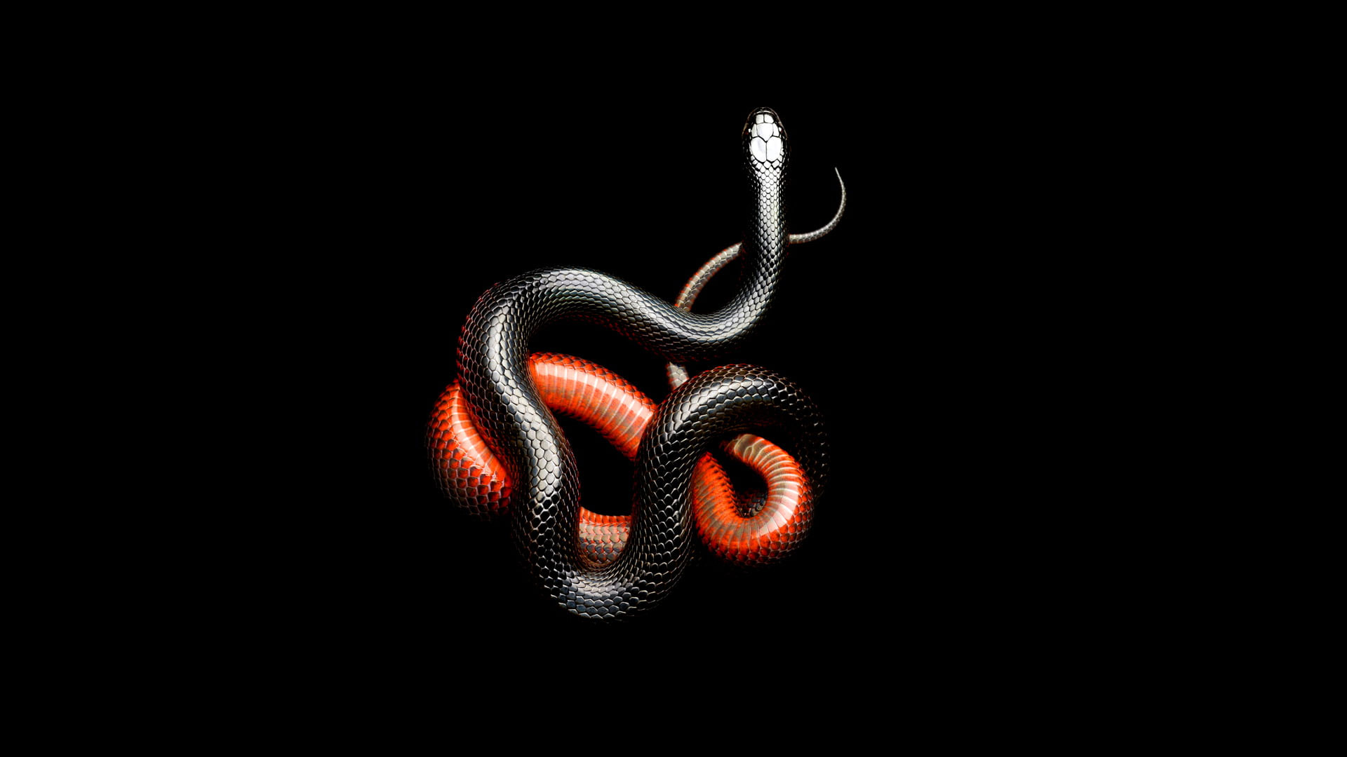 Serpenti rosso e nero intrecciati, 1920x1080 Full HD, PC Desktop